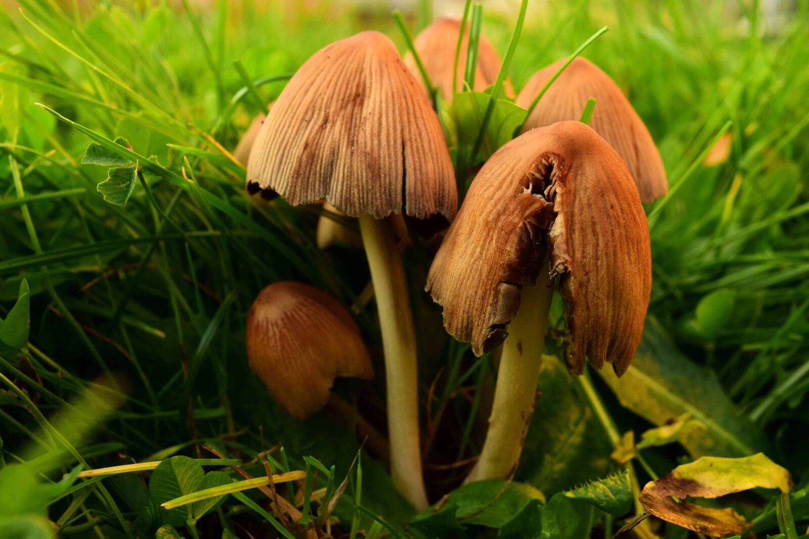 Nikon D3300 sample photo. Grass, nature, mushroom, shadow photography