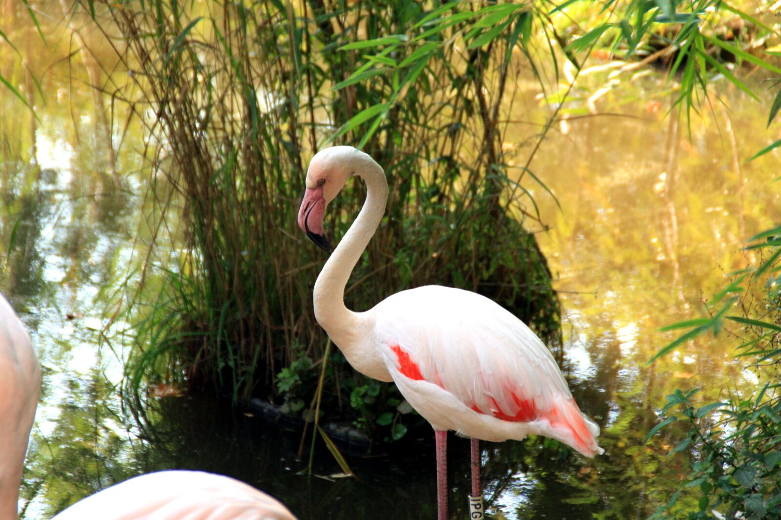 Canon EOS 450D (EOS Rebel XSi / EOS Kiss X2) sample photo. Flamingo, bird, plumage photography