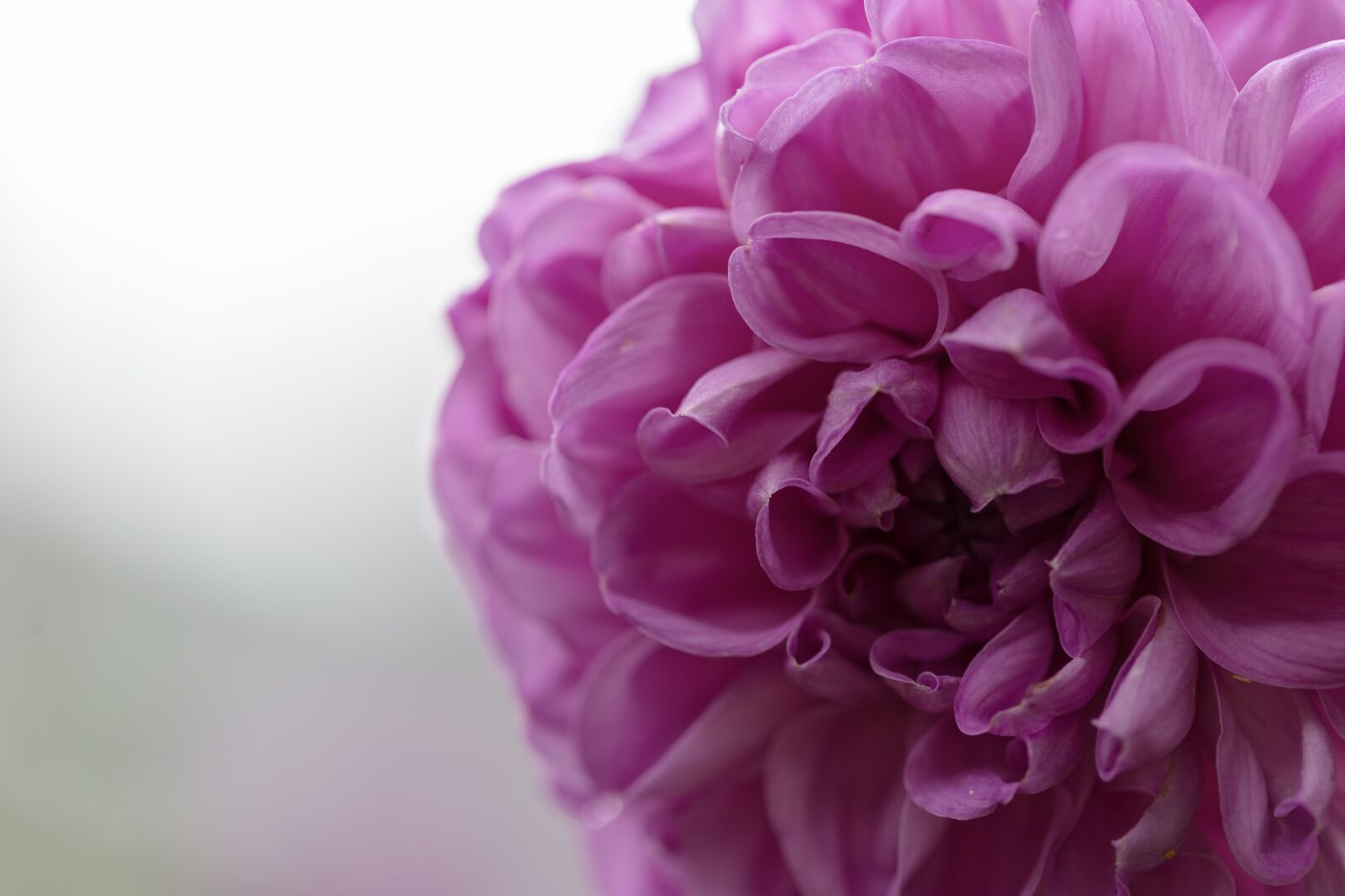 Canon EF 100mm F2.8L Macro IS USM sample photo. Flower, purple, nature photography