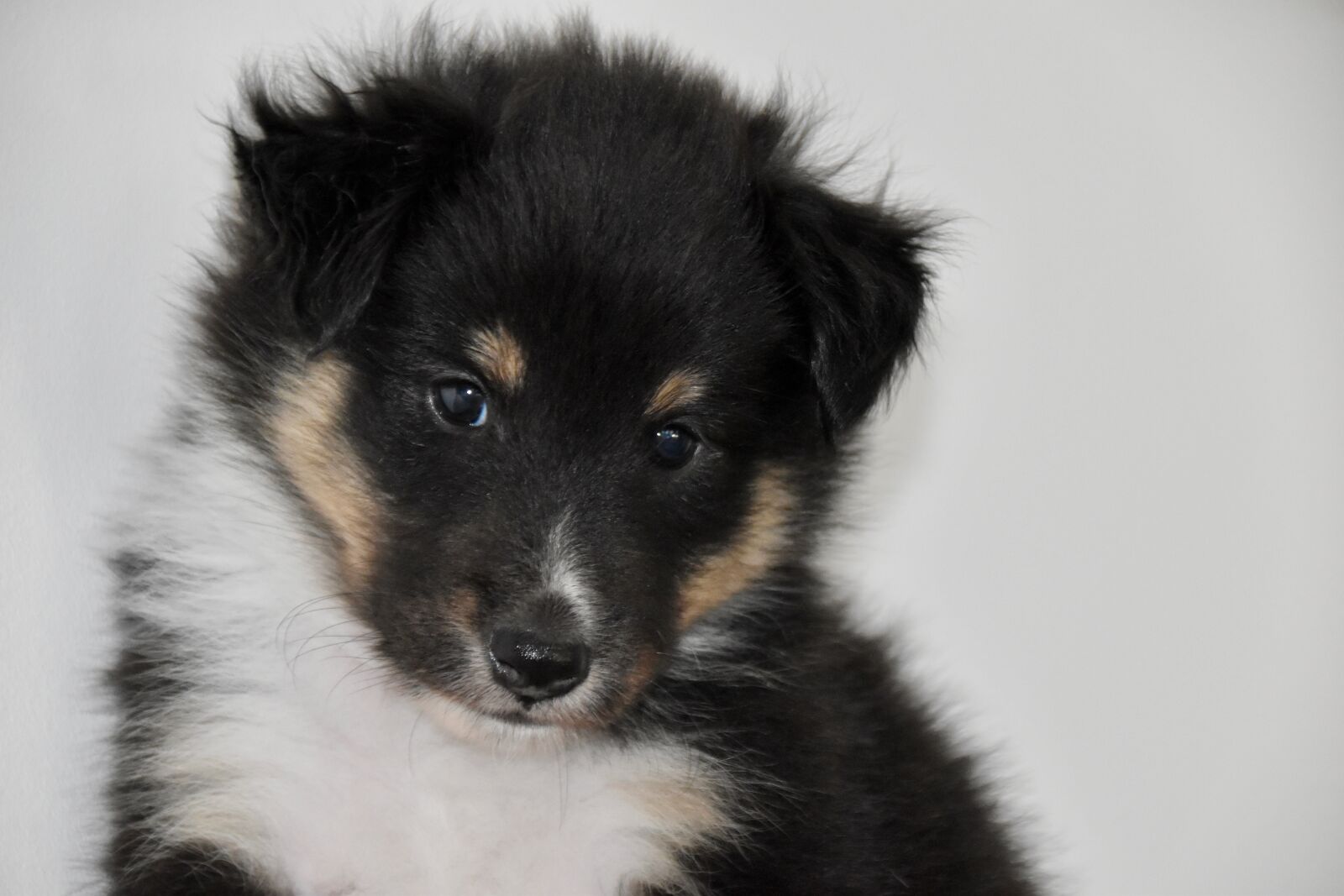 Nikon D5600 sample photo. Sheltie, dog, puppy photography