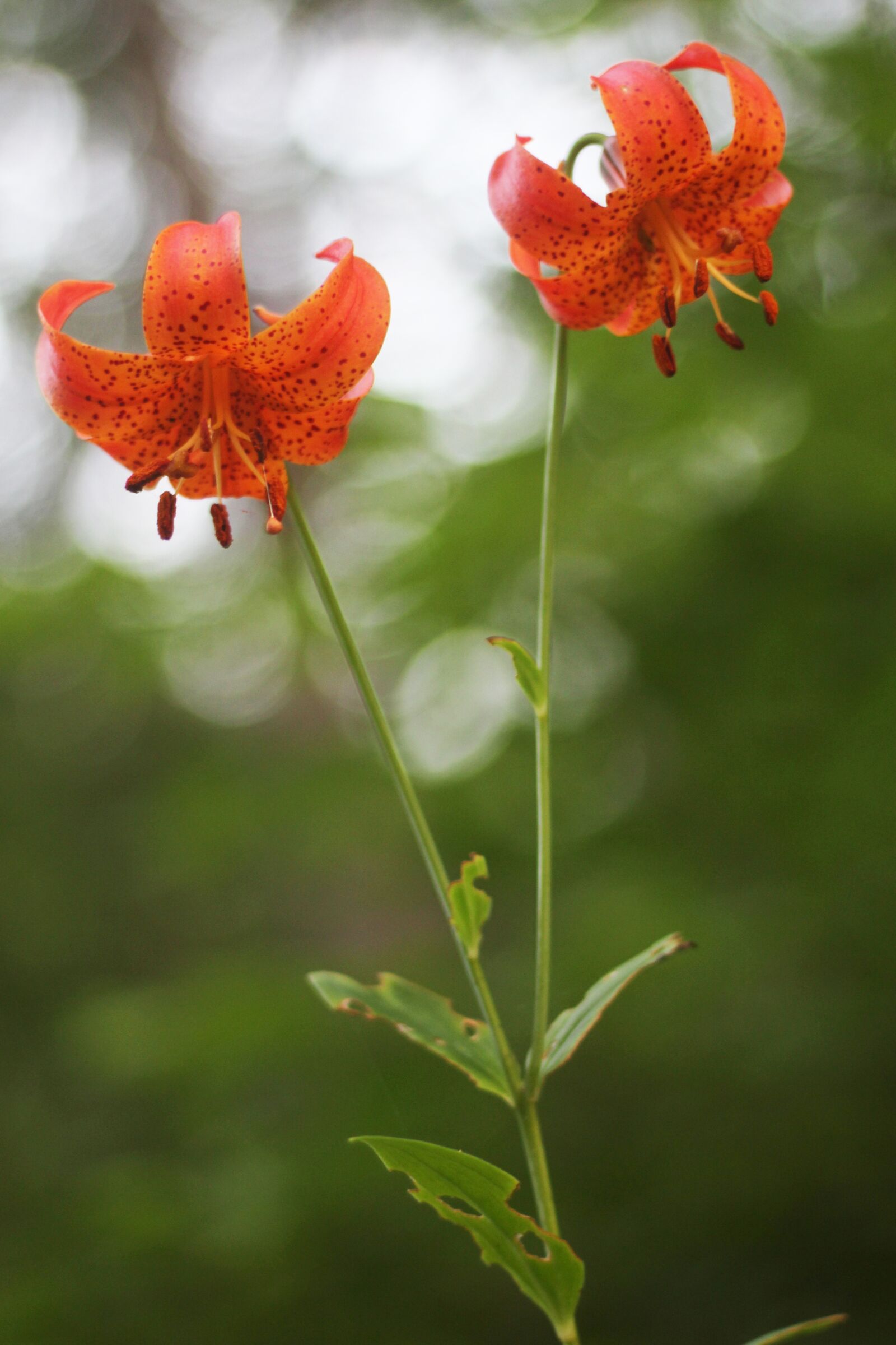 Canon EOS 1200D (EOS Rebel T5 / EOS Kiss X70 / EOS Hi) sample photo. Michigan, lily, tiger photography