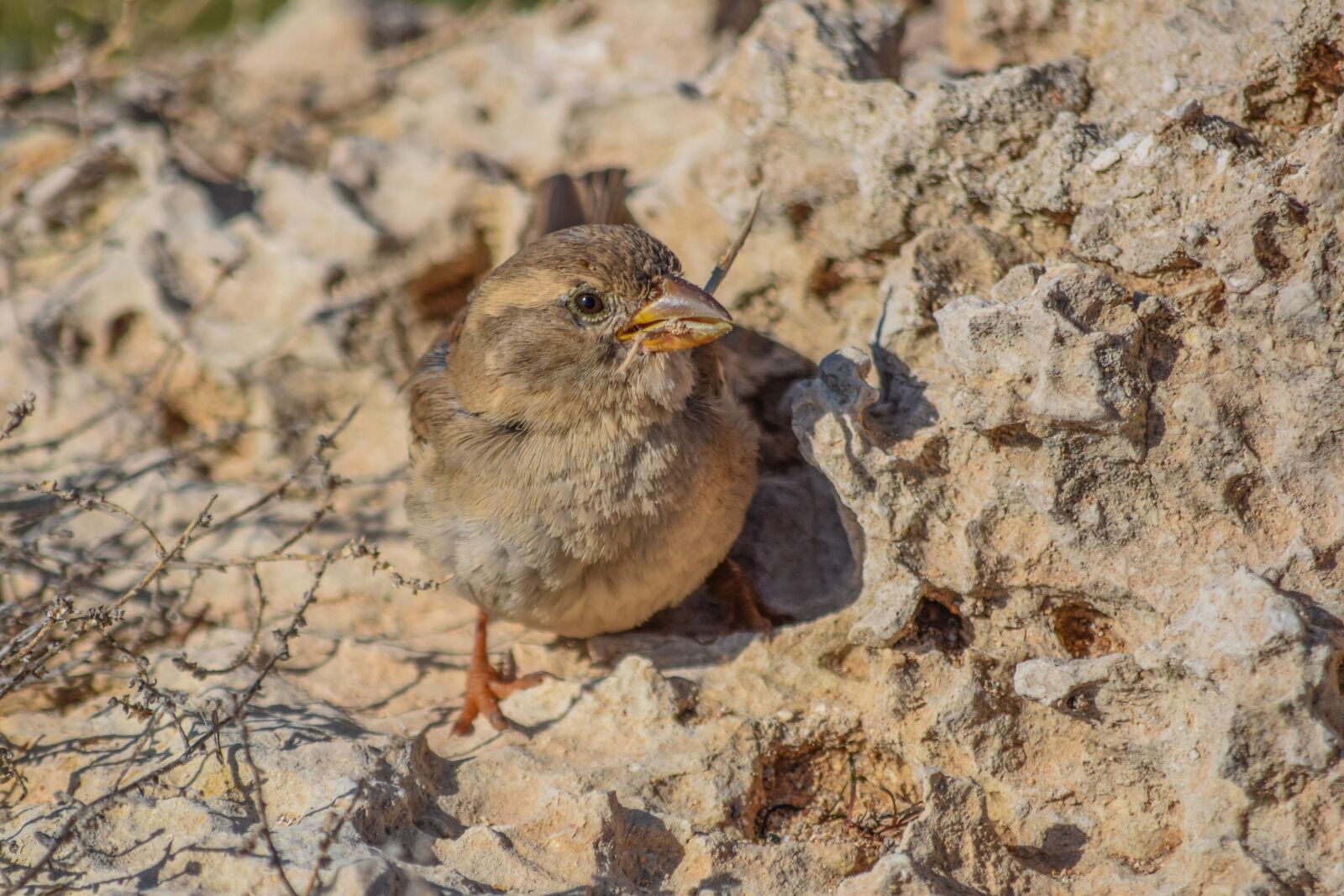 Nikon D3300 sample photo. Sparrow, nature, bird photography