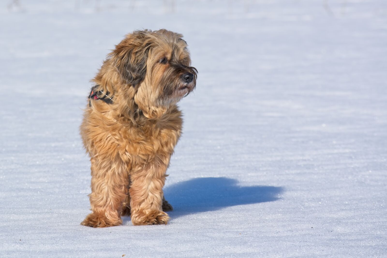 Nikon D7100 sample photo. Tibetan terrier, dog breed photography