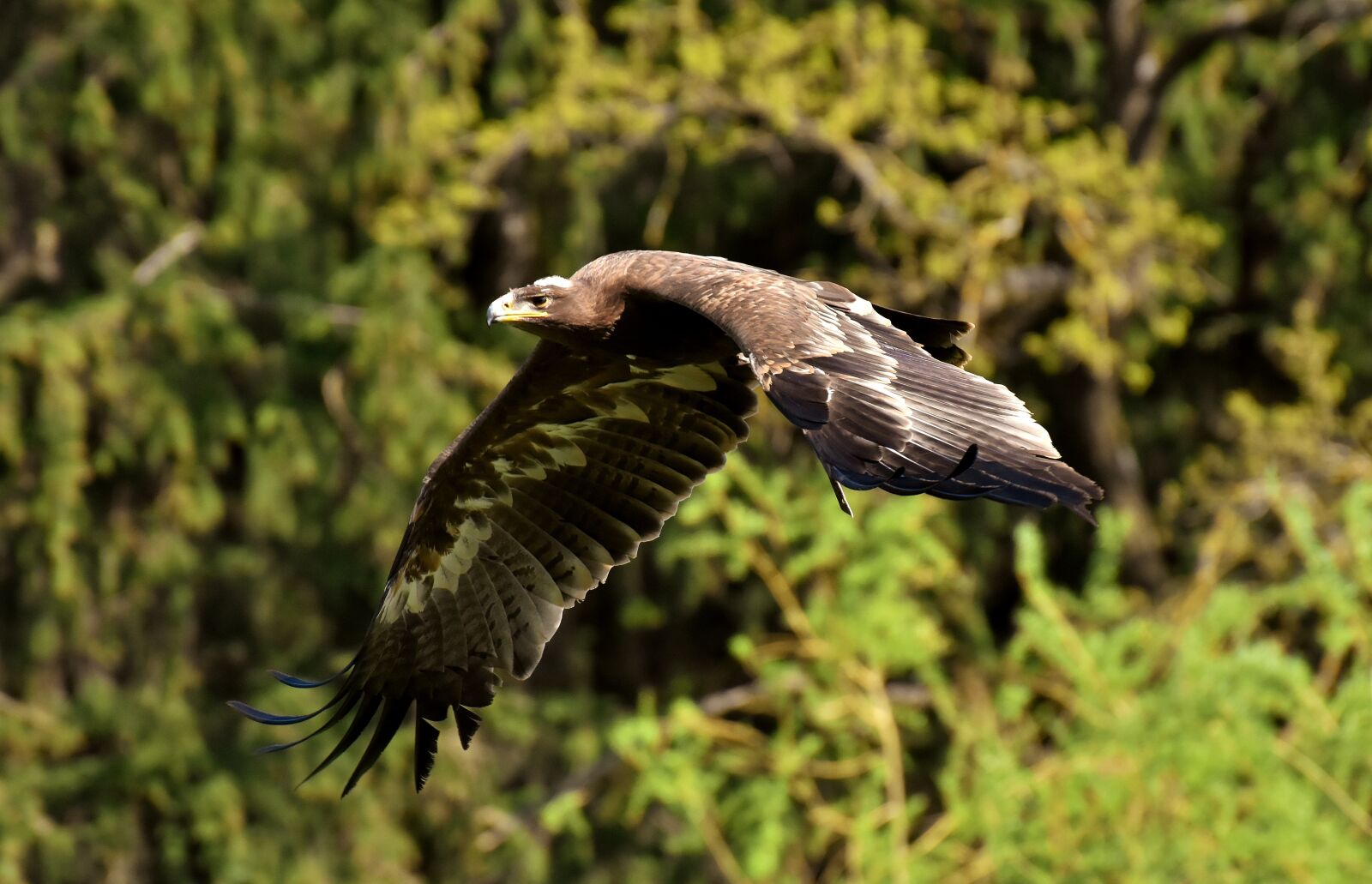 Nikon D7200 sample photo. Adler, raptor, bird of photography