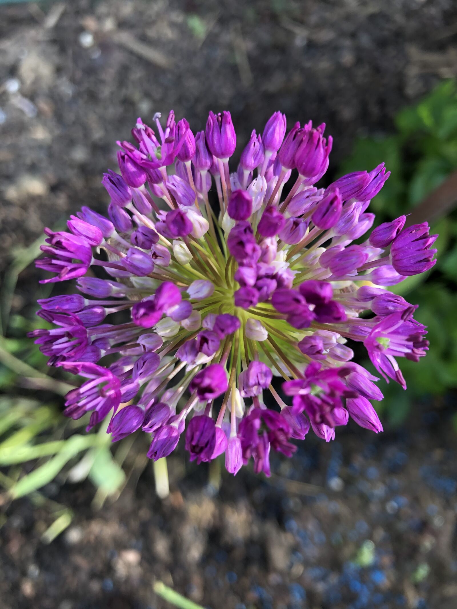 iPhone X back dual camera 4mm f/1.8 sample photo. Allium, garden, plant photography