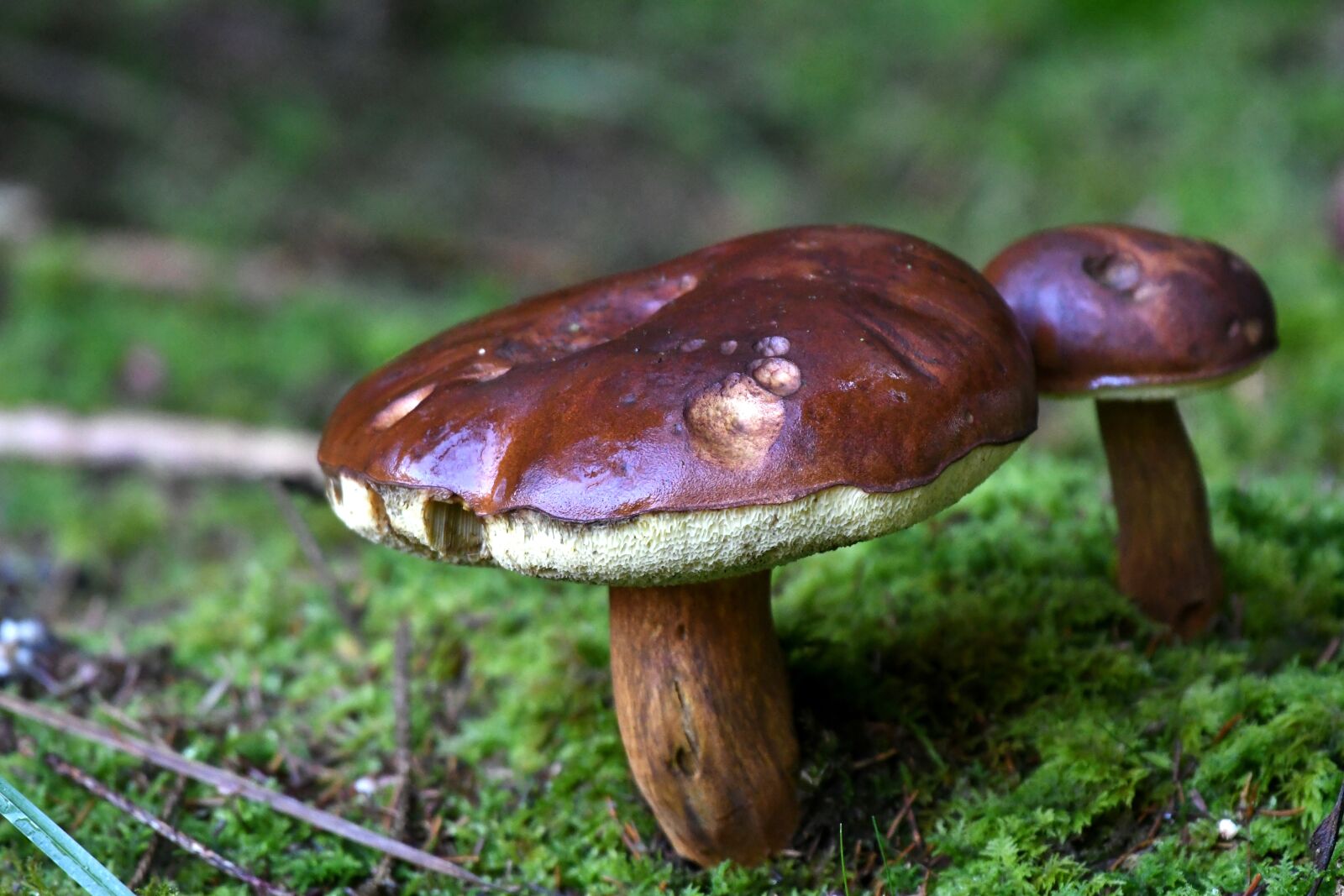 Nikon D500 sample photo. Mushroom, forest land, autumn photography