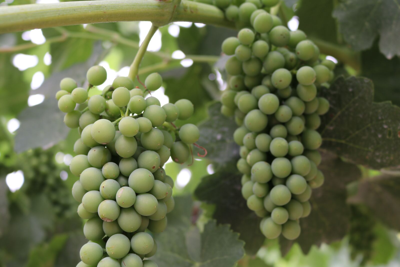 Canon EOS 80D sample photo. Green, syrah grapes, vine photography