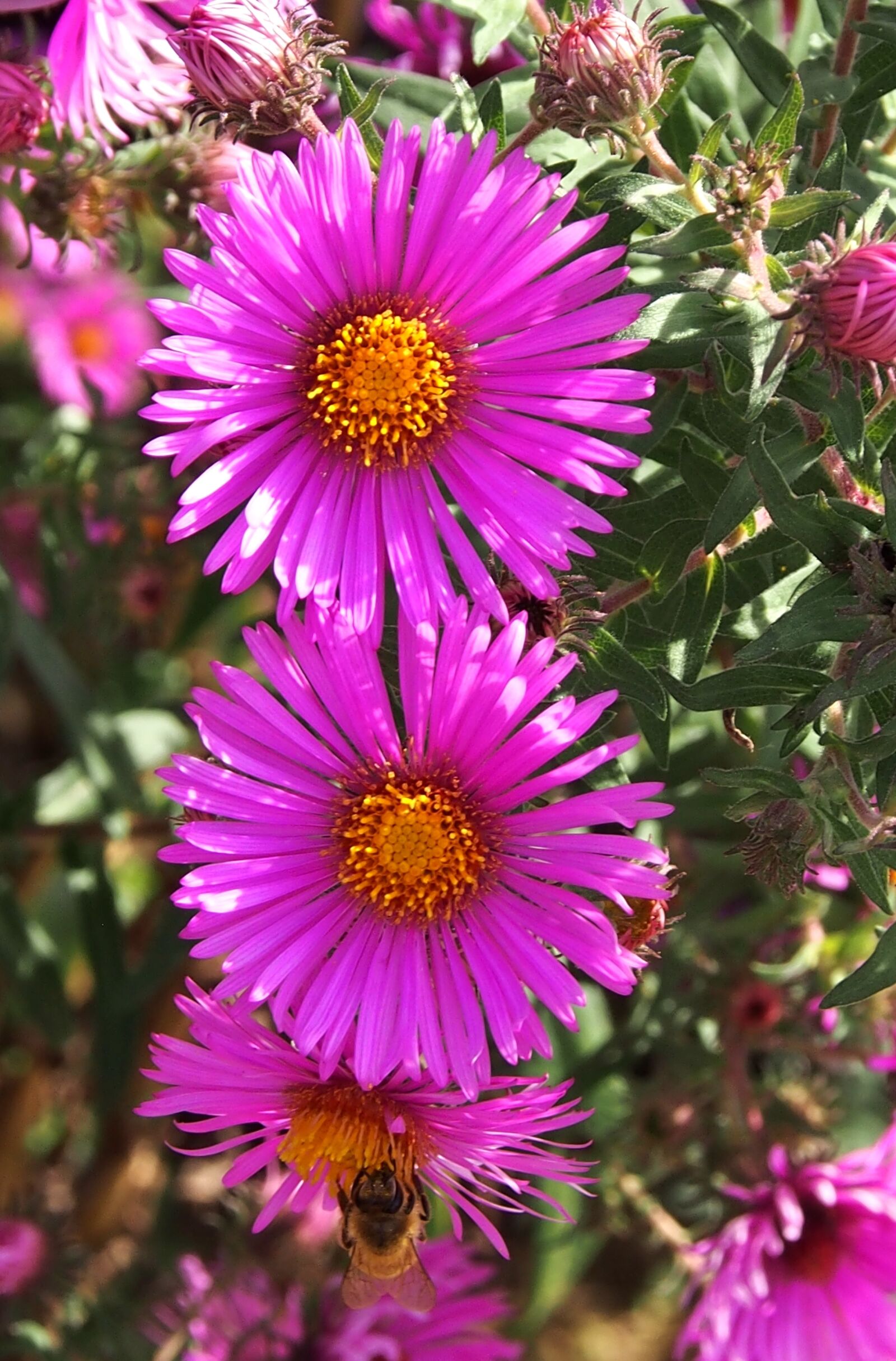 Olympus OM-D E-M5 sample photo. Autumn flower, asters, autumn photography