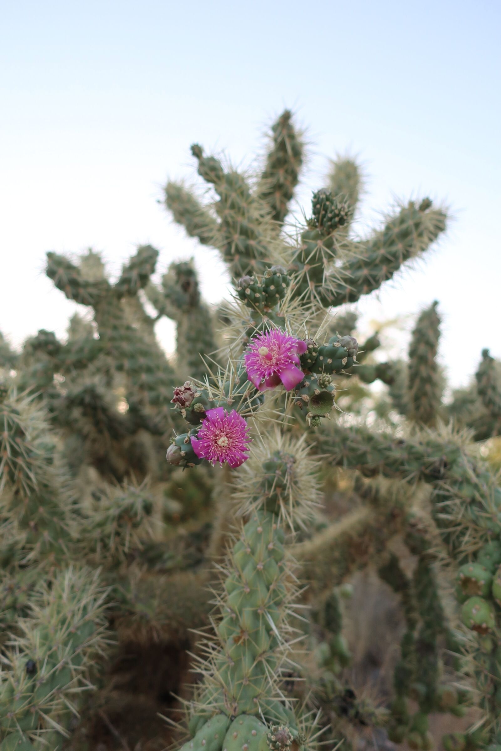 Canon PowerShot G9 X Mark II sample photo. Desert, cactus, prickly photography