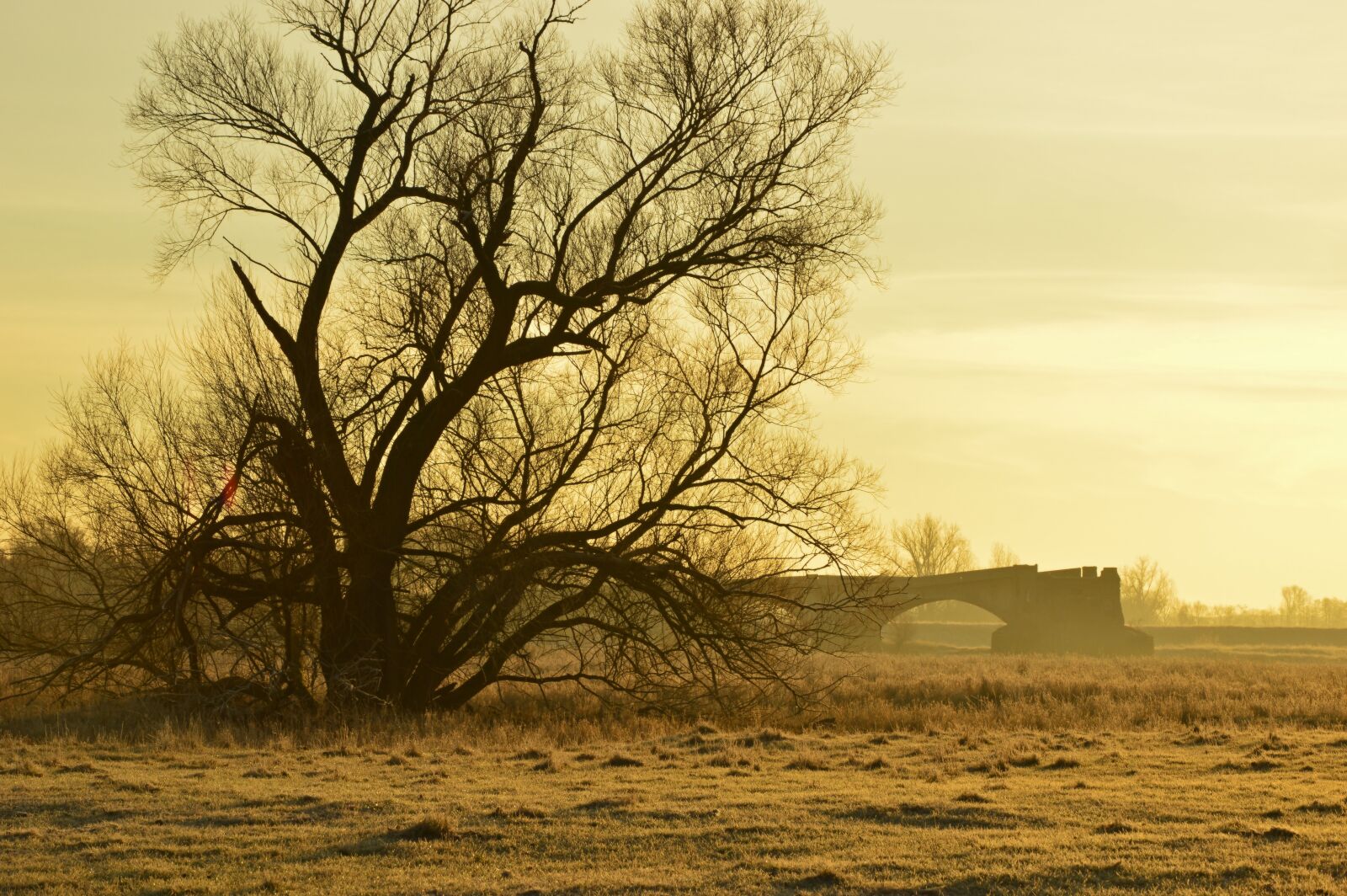 Nikon D3200 sample photo. Morgenstimmung, tree, aue photography