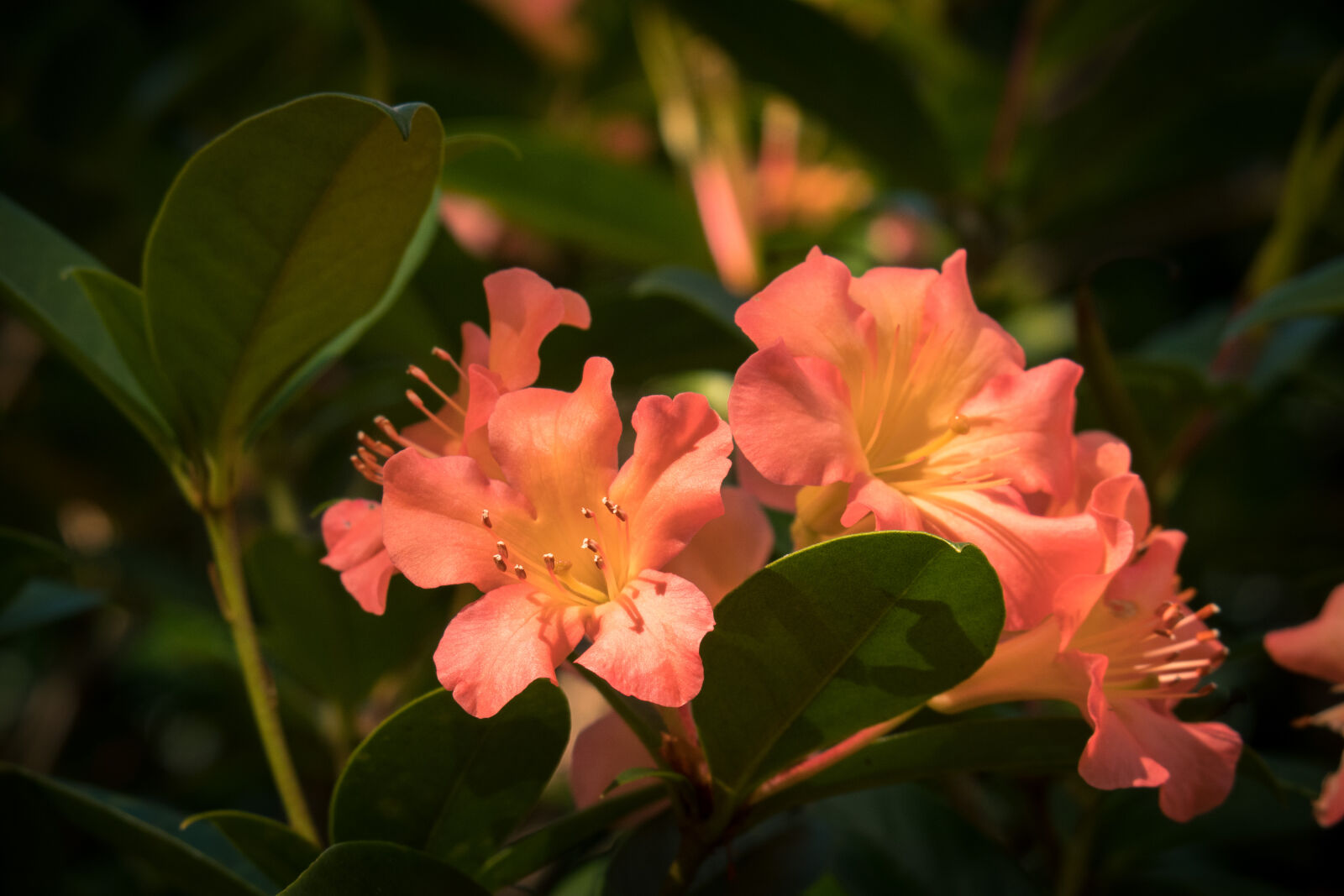 Canon PowerShot G3 X sample photo. Beautiful, bloom, blooming, botanical photography