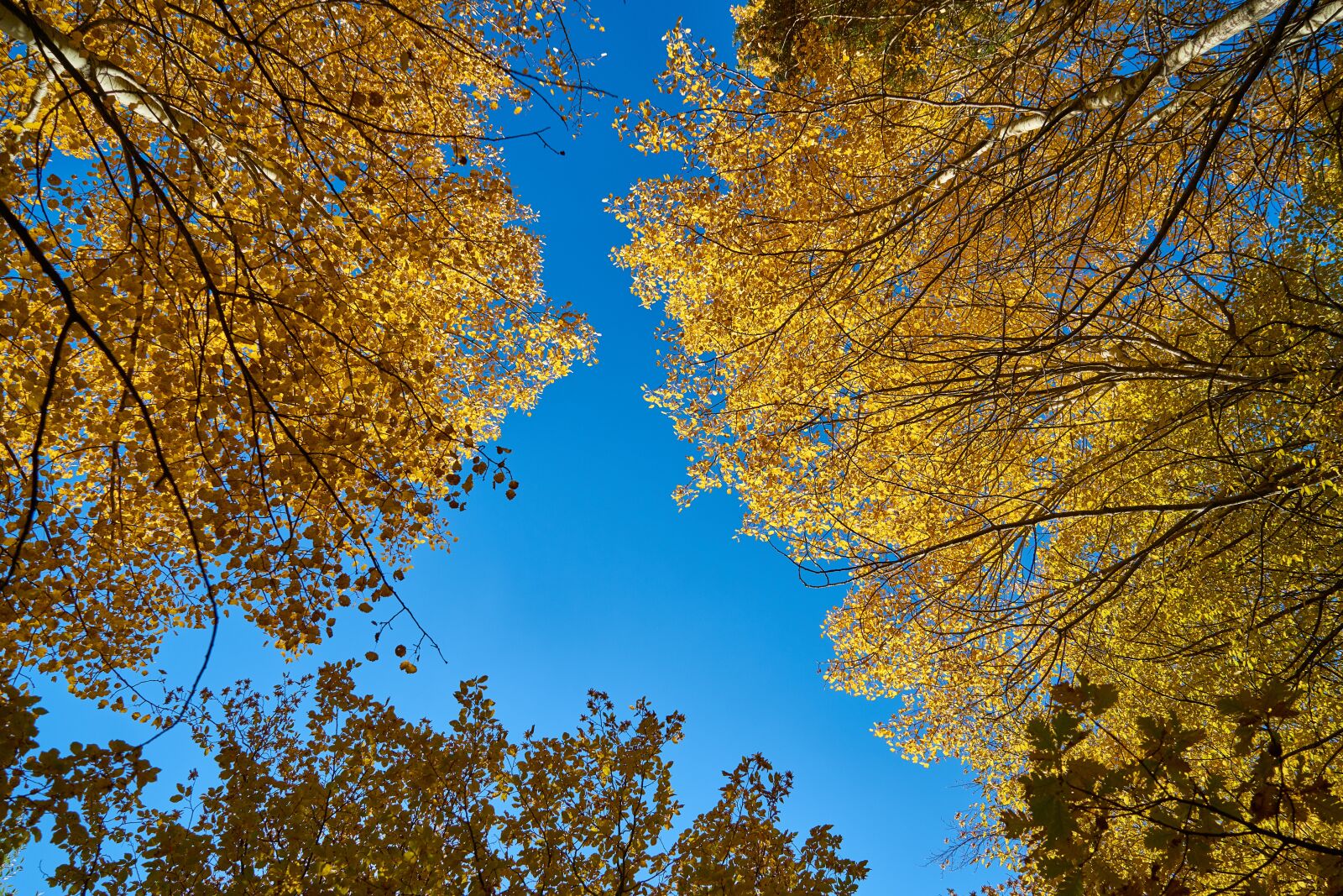 Sony a7R II sample photo. Autumn, season, landscape photography