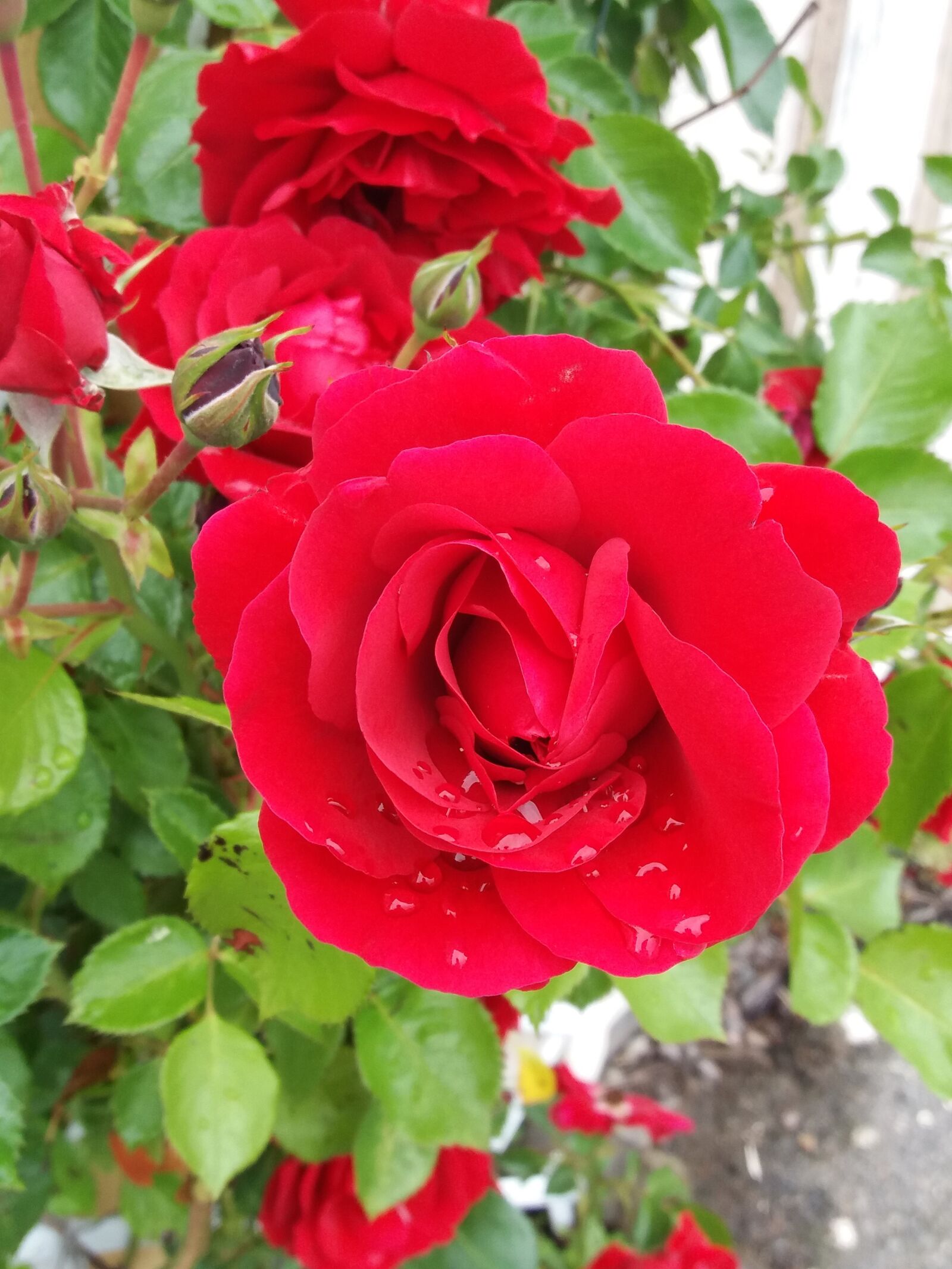 Samsung SM-J500FN sample photo. Rose, red, rain photography