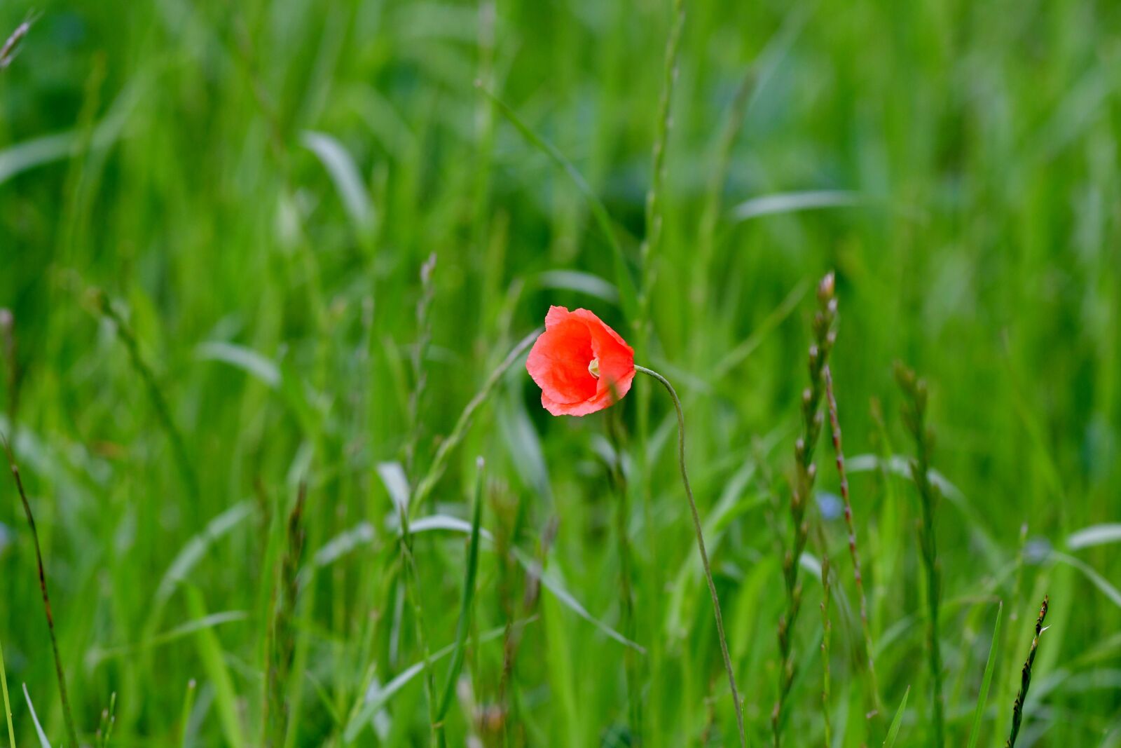 Nikon D500 sample photo. Poppy, flower, red photography