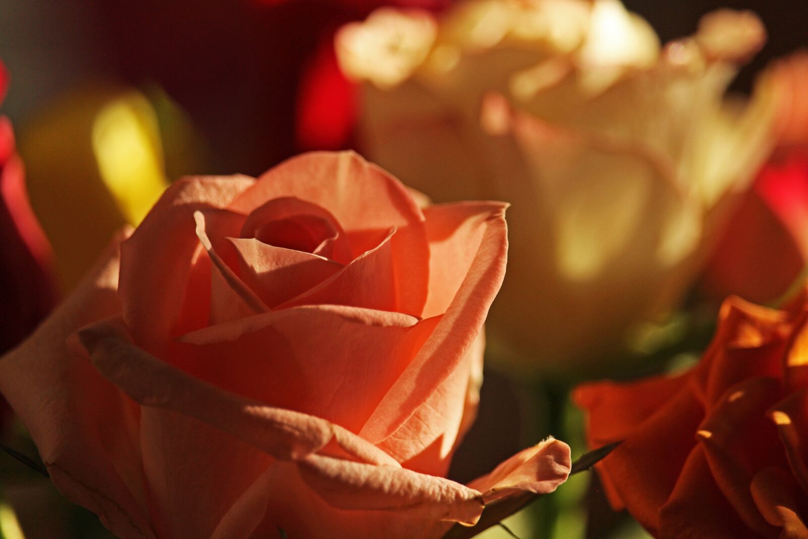 Canon EF-S 55-250mm F4-5.6 IS STM sample photo. Roses, bouquet, love photography