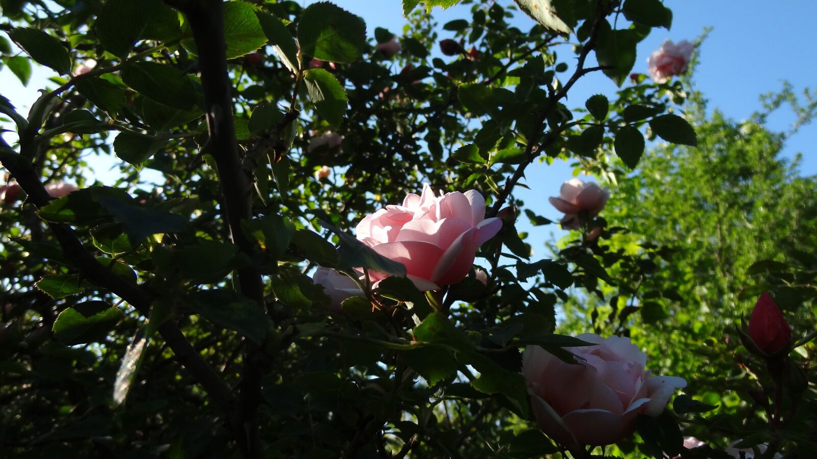 Sony Cyber-shot DSC-HX9V sample photo. Pink, flower, sun photography