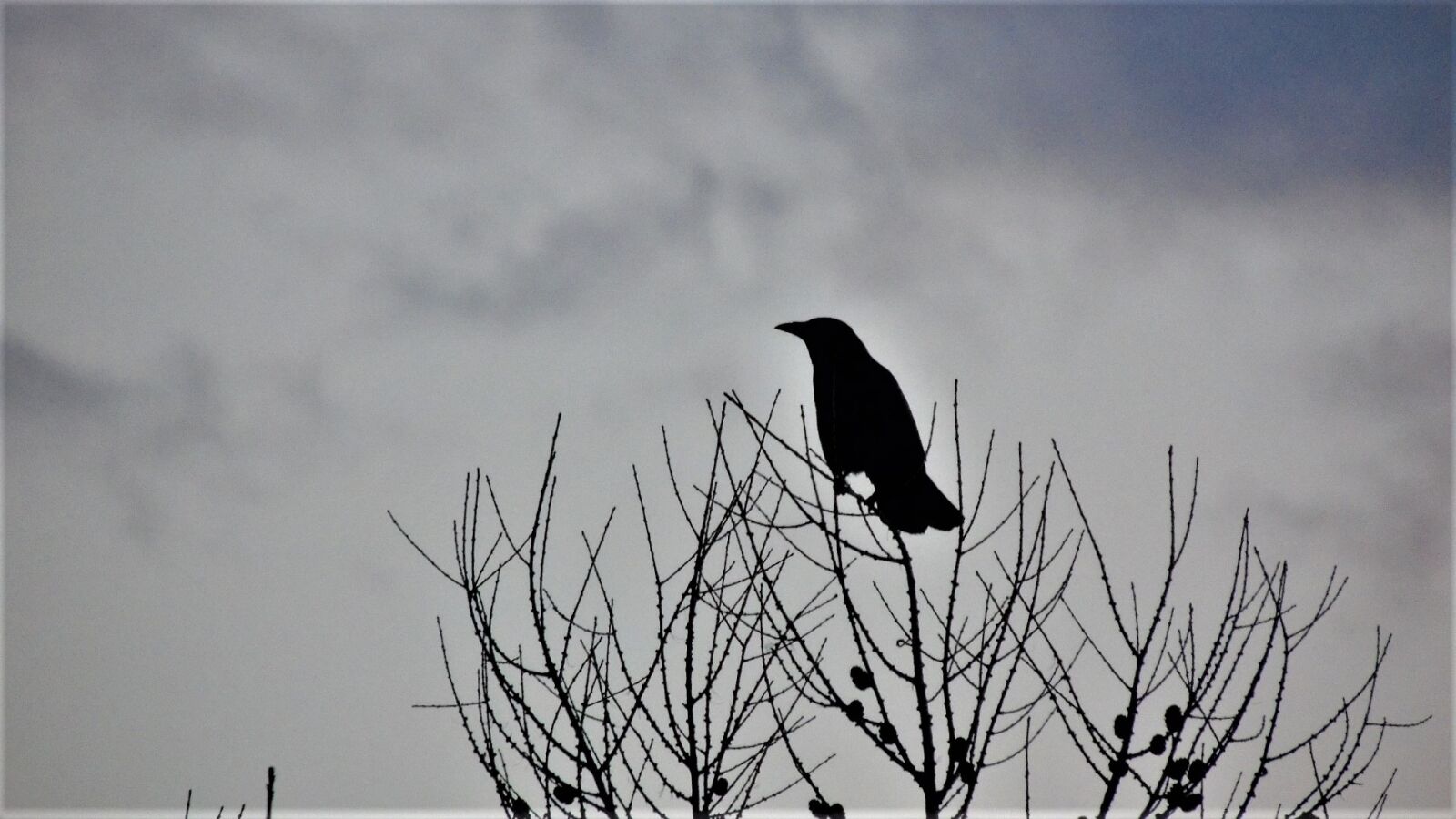 Sony Cyber-shot DSC-H400 sample photo. Birds, raven, sunset photography