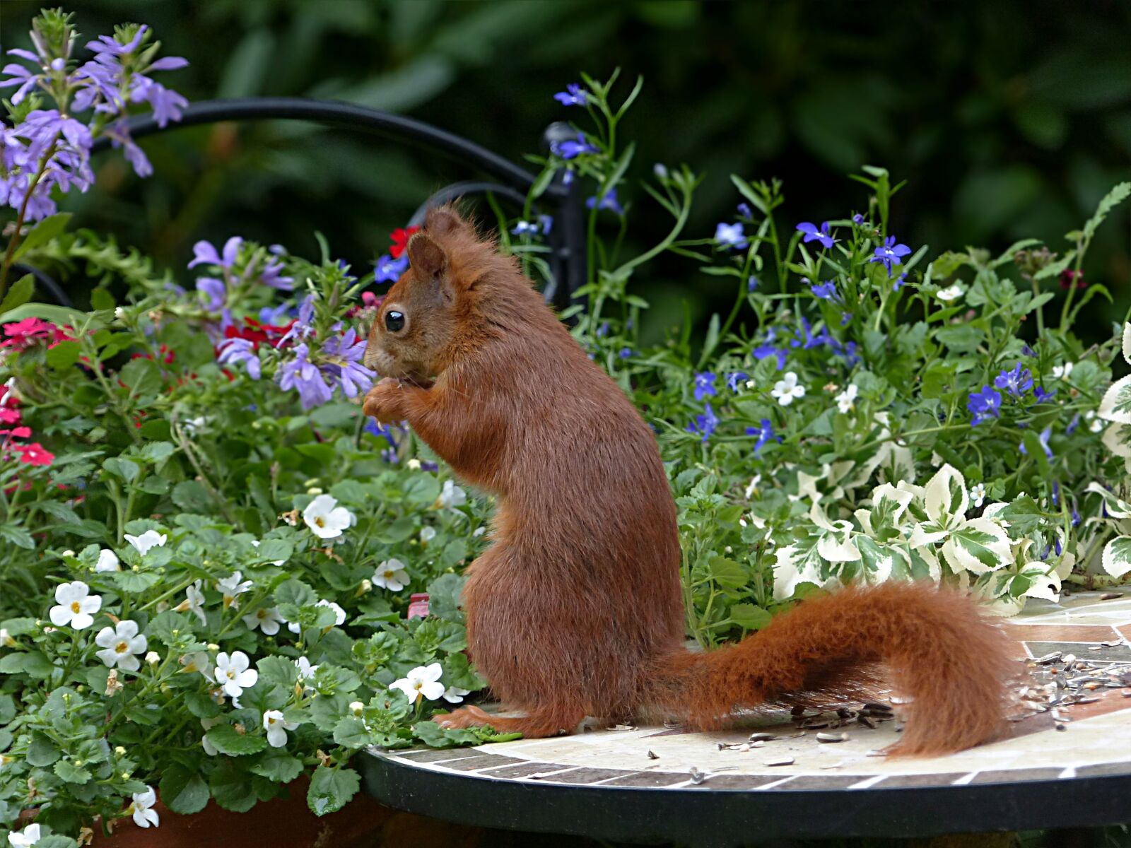 Panasonic Lumix DMC-FZ200 sample photo. Animal, mammal, squirrel photography