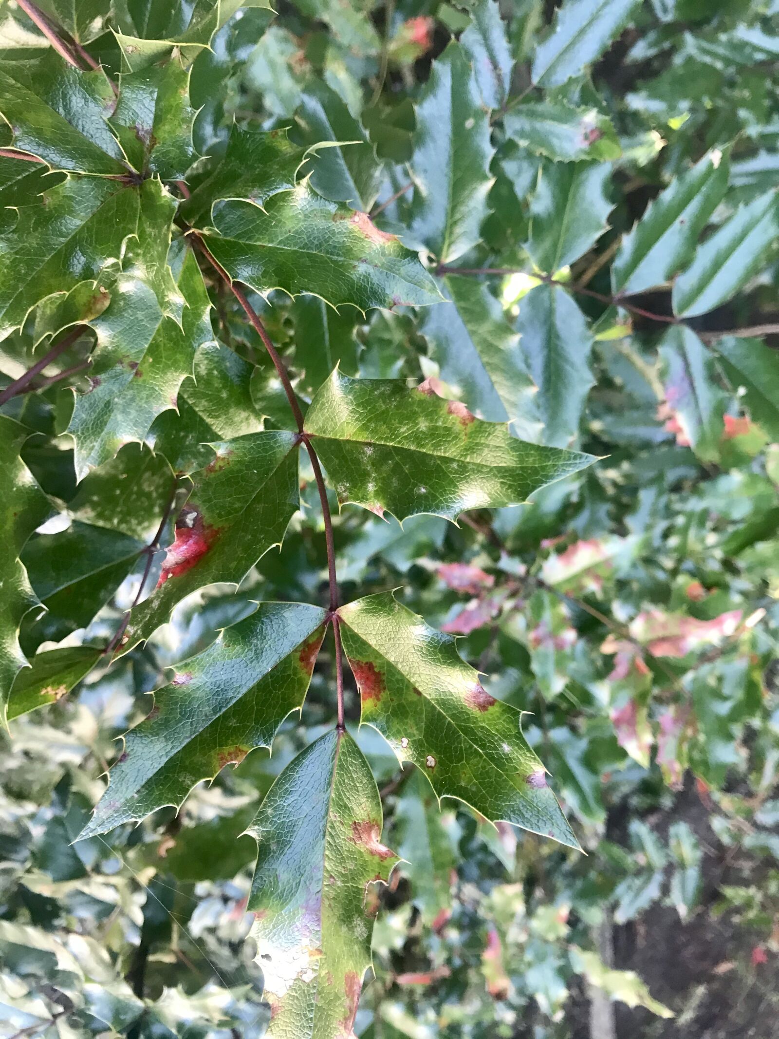 iPhone 7 back camera 3.99mm f/1.8 sample photo. Autumn, shrubs, foliage photography