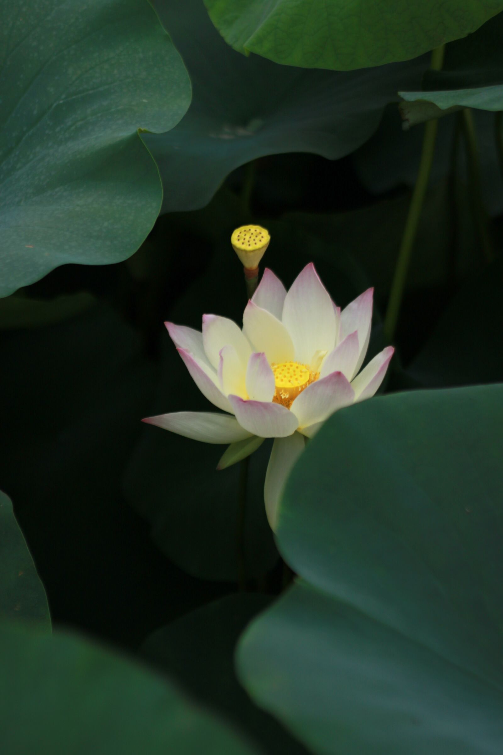 Canon EOS 500D (EOS Rebel T1i / EOS Kiss X3) sample photo. Kite, lotus, water lilies photography