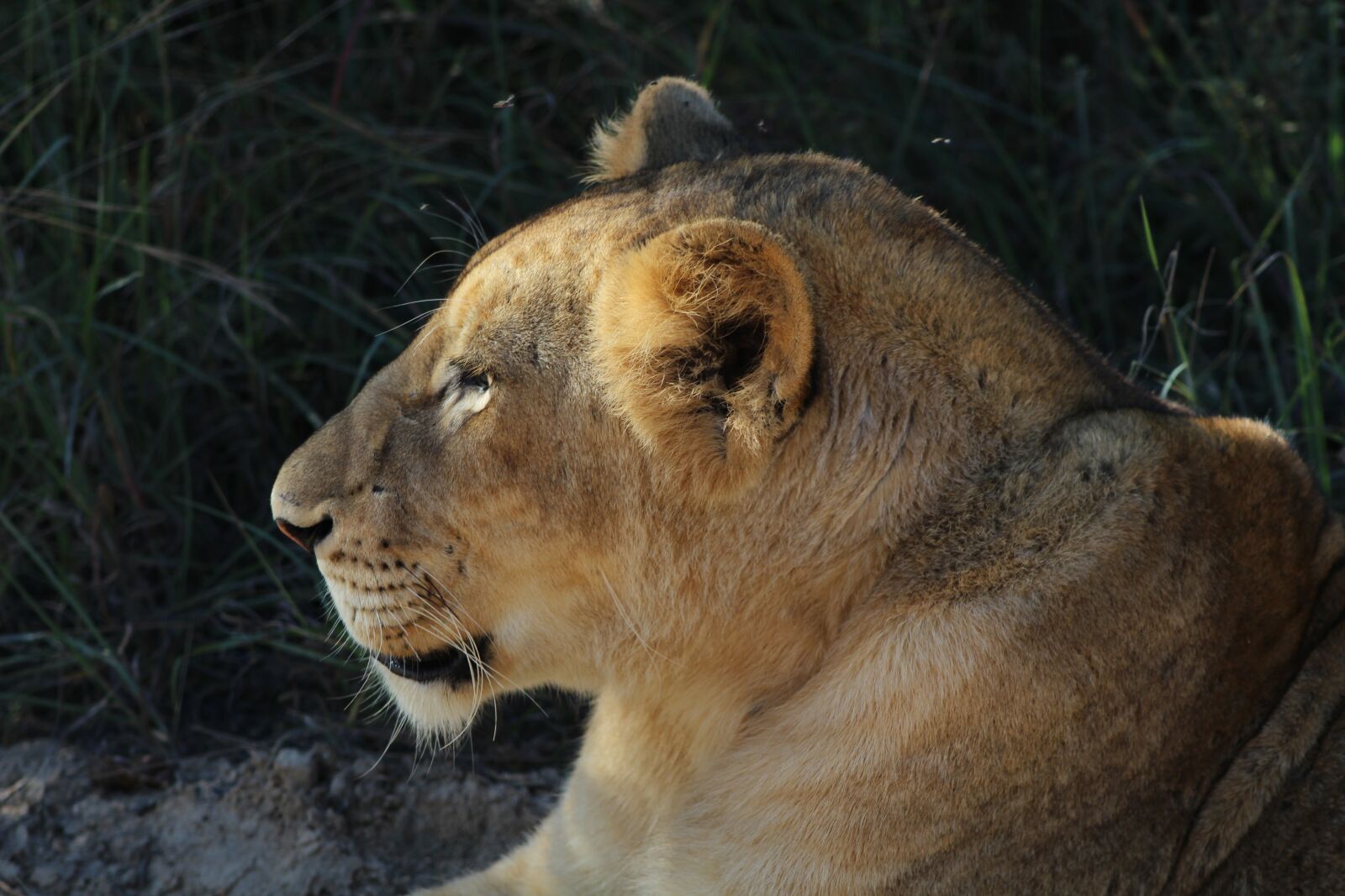 Canon EOS 600D (Rebel EOS T3i / EOS Kiss X5) + Canon EF 75-300mm f/4-5.6 sample photo. Lion, cats, africa photography