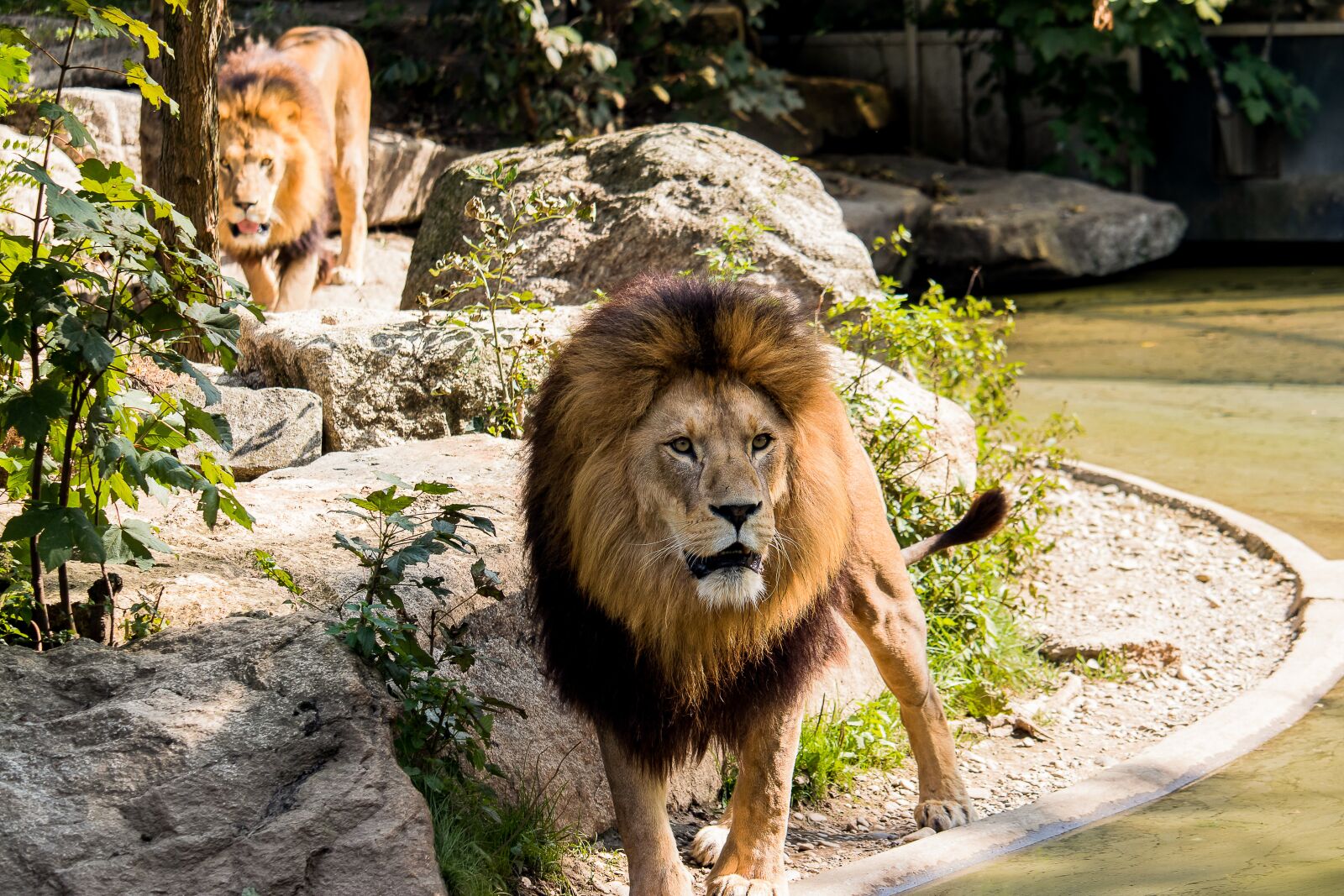 Canon EF-S 55-250mm F4-5.6 IS STM sample photo. Lion, predator, big cat photography