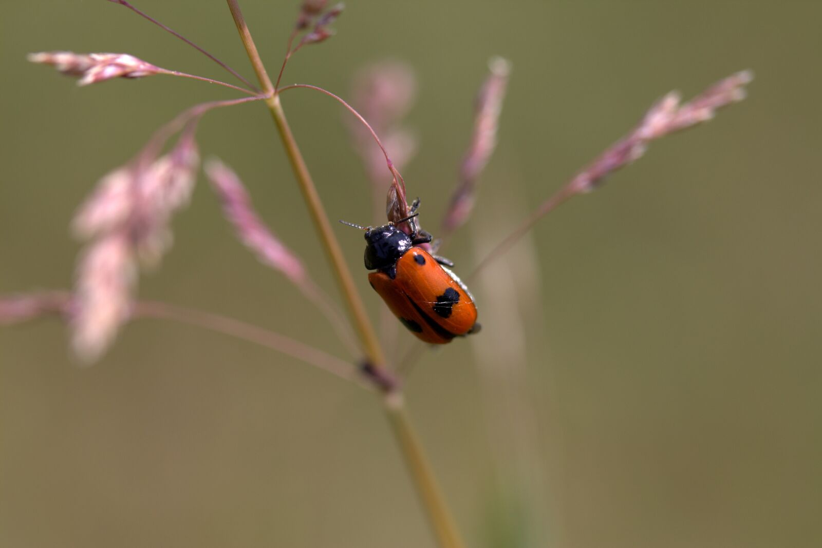 Canon EF-S 60mm F2.8 Macro USM sample photo. Insecta, red, black photography