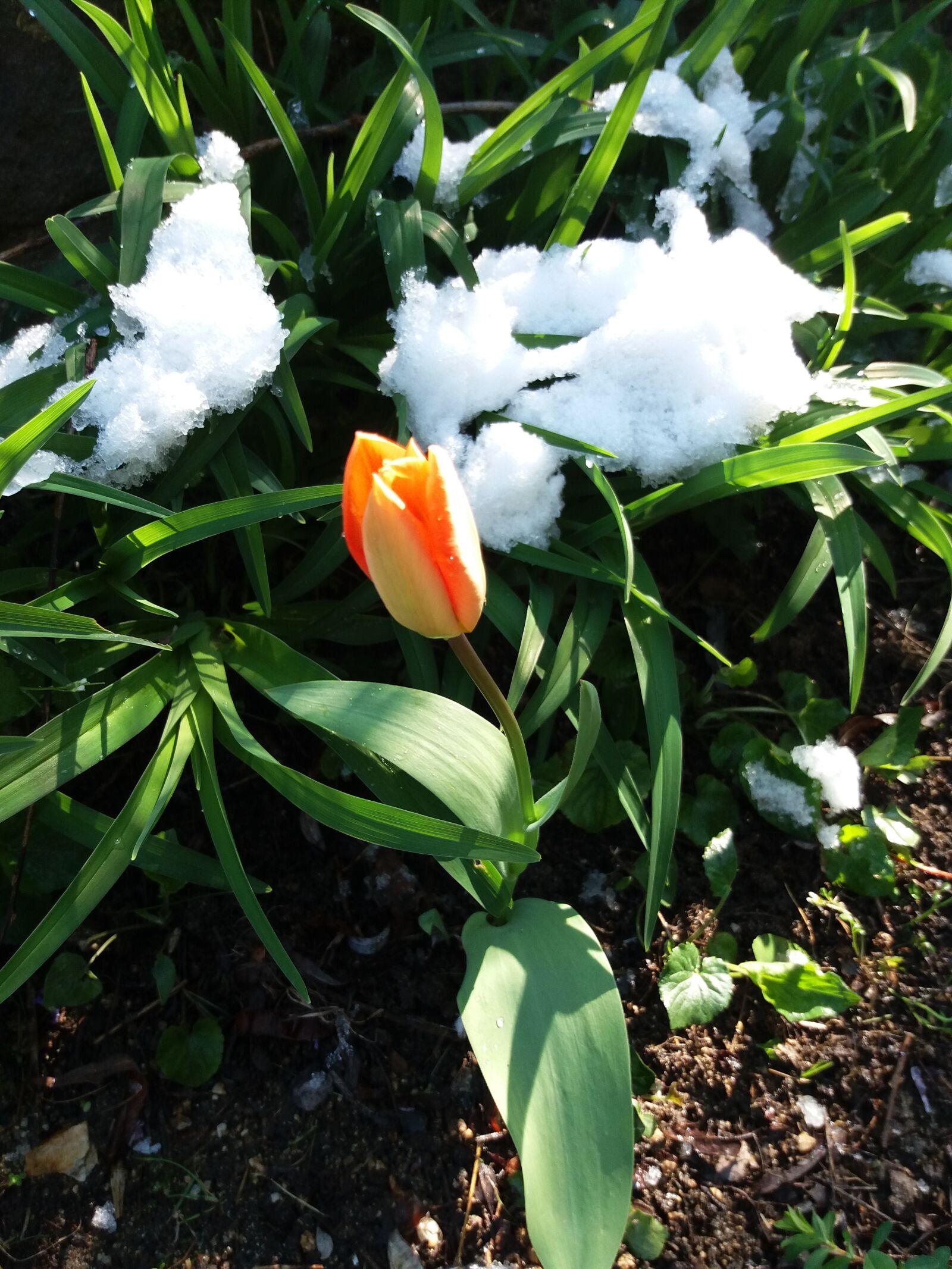 Samsung Galaxy J5(2016) sample photo. Tulip, snow, flower photography