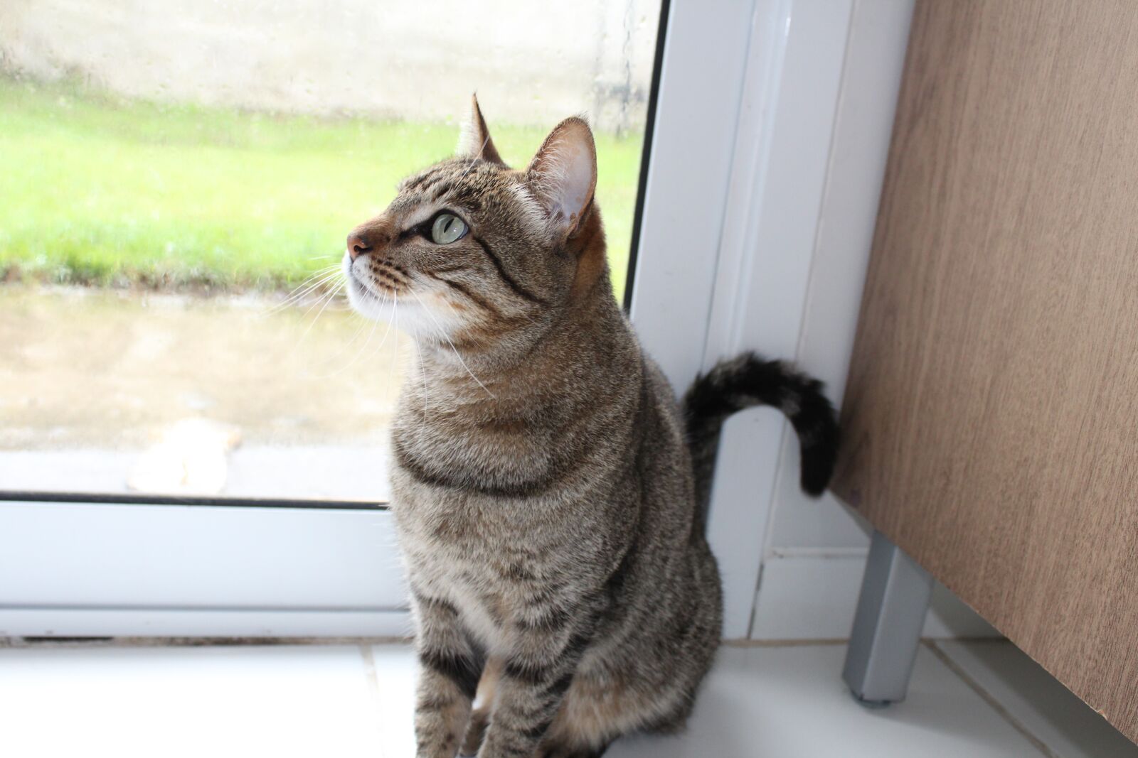 Canon EOS 1200D (EOS Rebel T5 / EOS Kiss X70 / EOS Hi) sample photo. Cat, grass, feline look photography