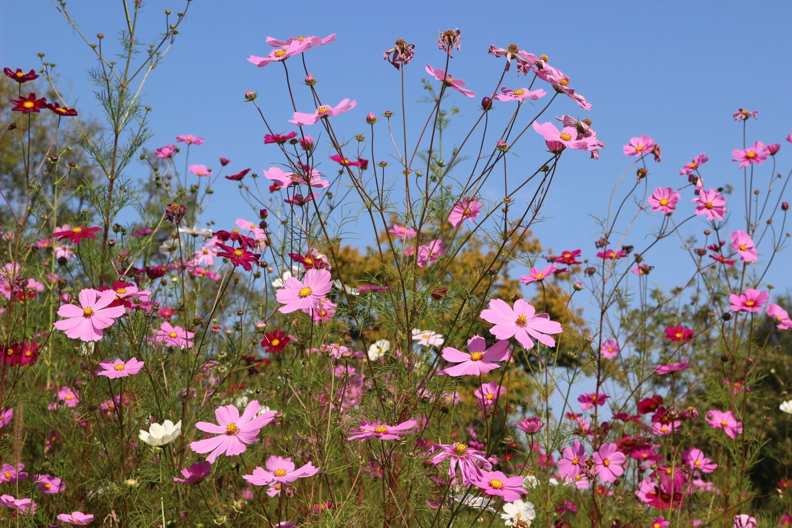 Canon EOS 100D (EOS Rebel SL1 / EOS Kiss X7) sample photo. Fleurs des champs, pink photography
