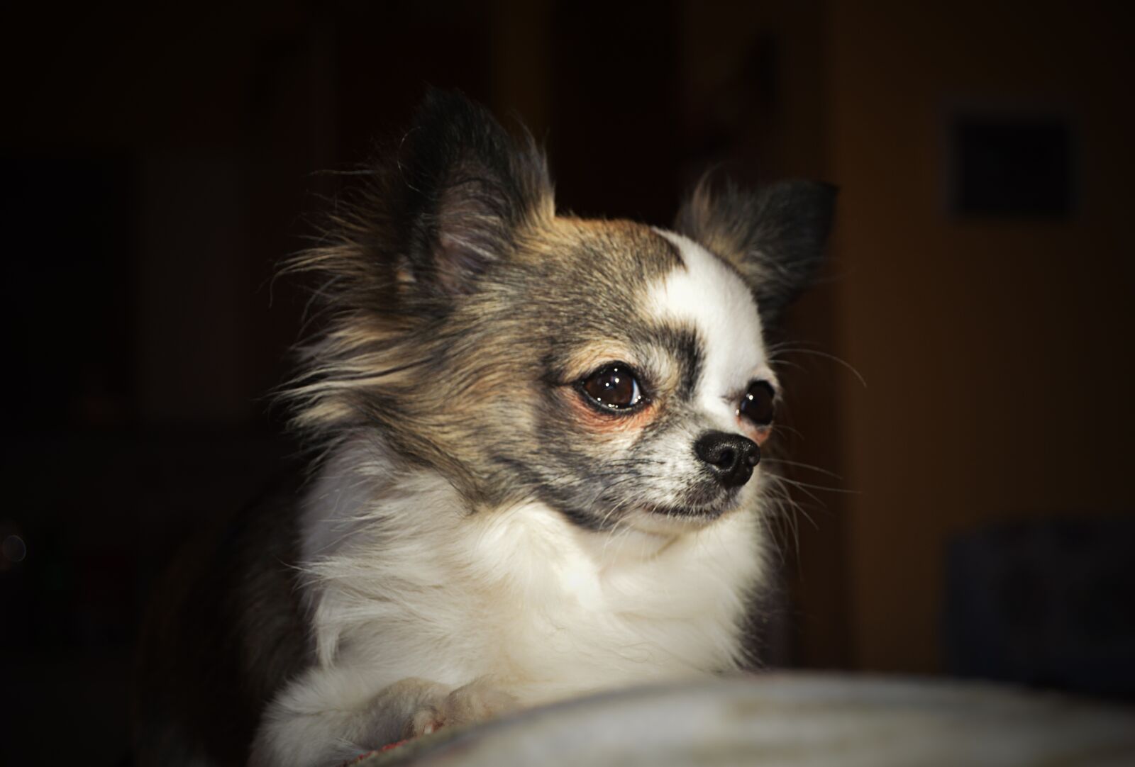 Nikon D3200 sample photo. Chihuahua, dog, love photography