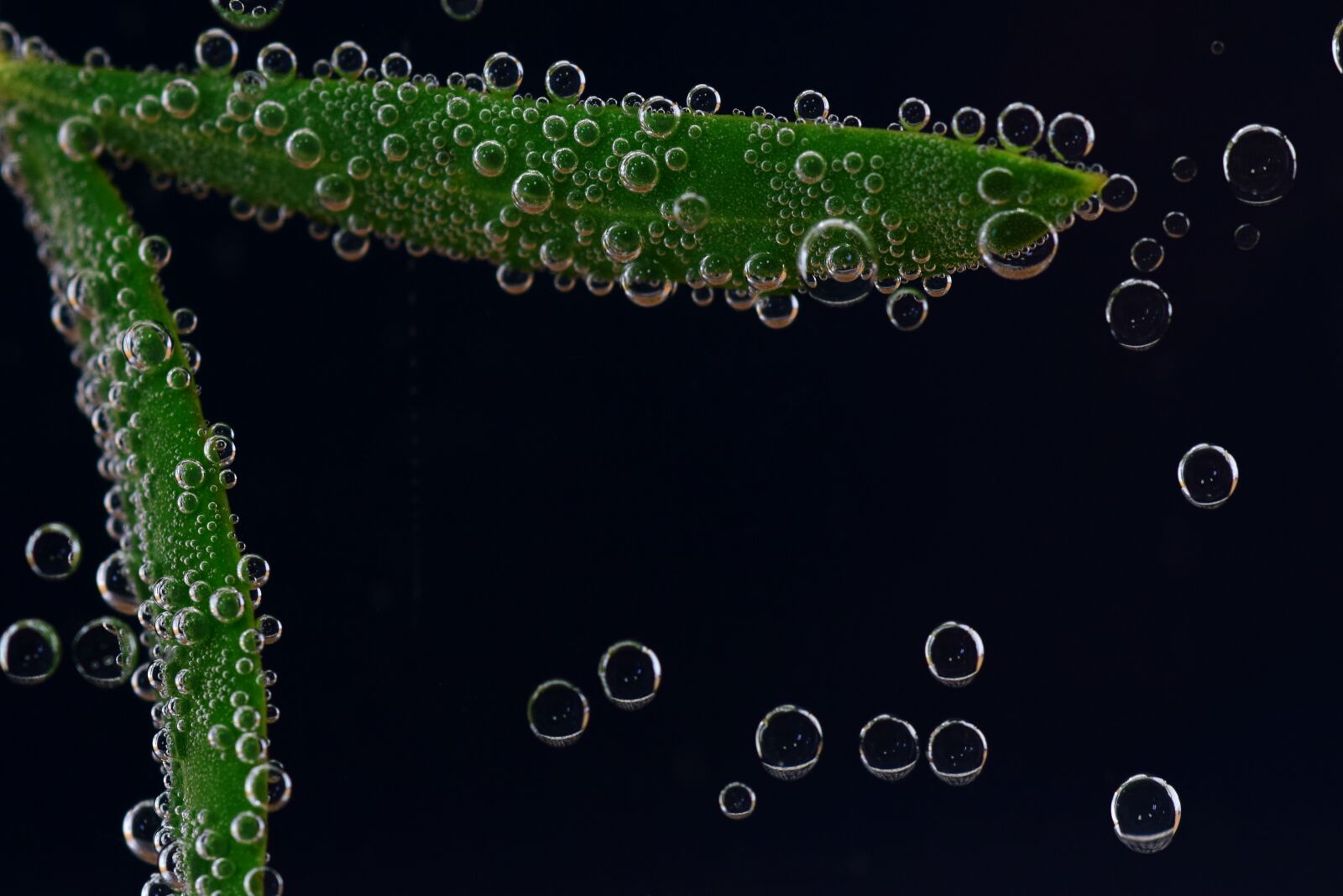 Nikon D3300 sample photo. Olive leaf, underwater, blow photography