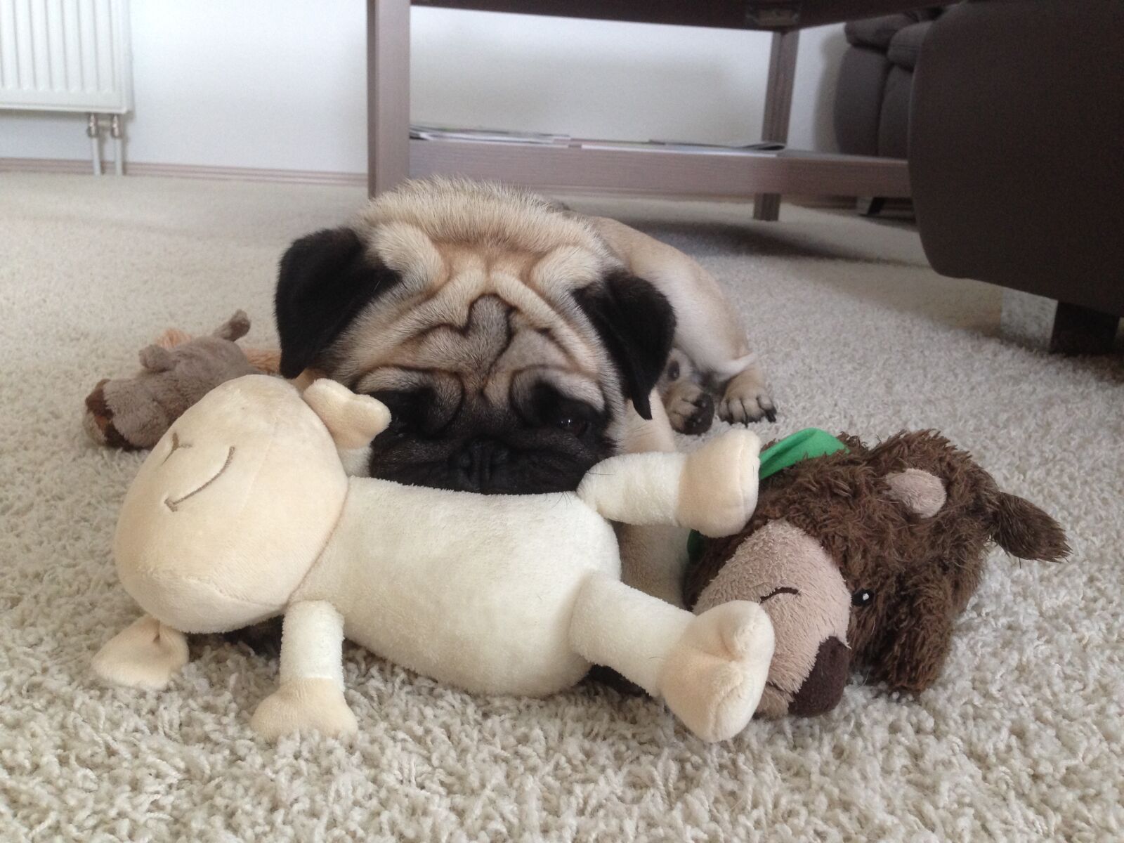 iPhone 5 back camera 4.12mm f/2.4 sample photo. Dog, pug, toy photography