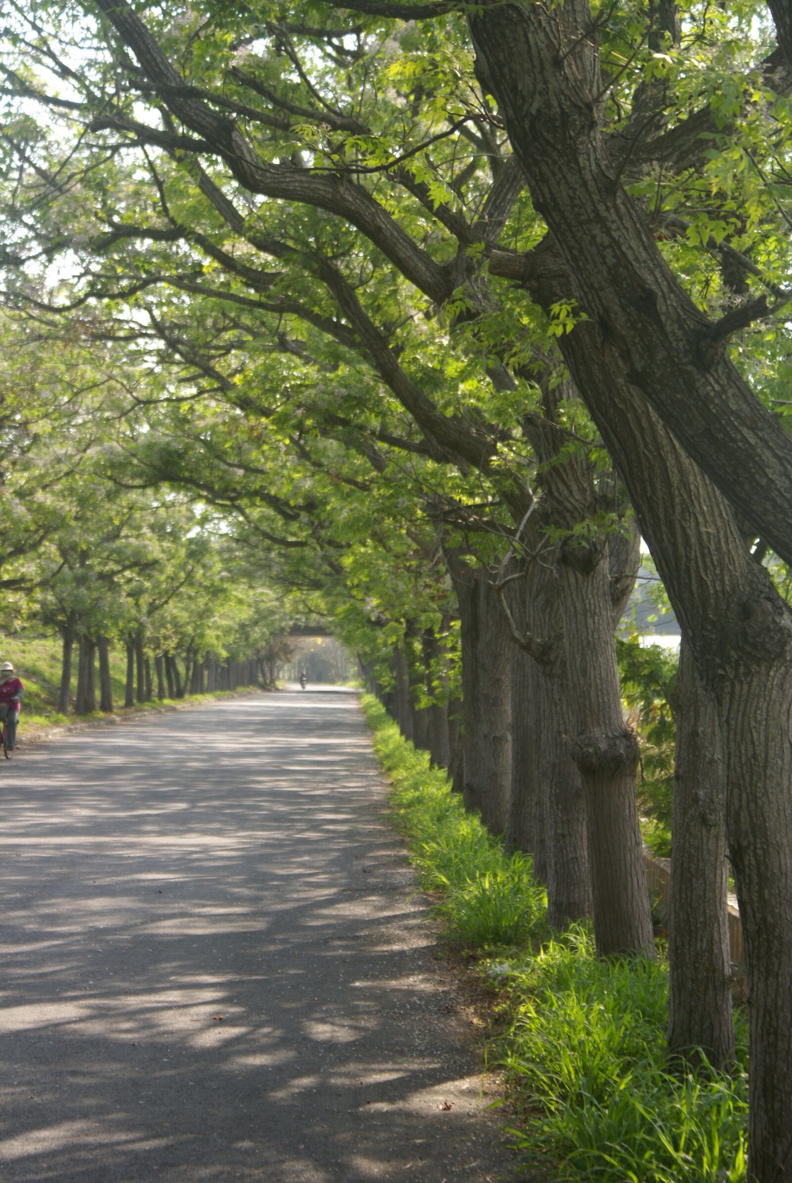 Sony Alpha DSLR-A100 sample photo. Neem tree, woods, trees photography
