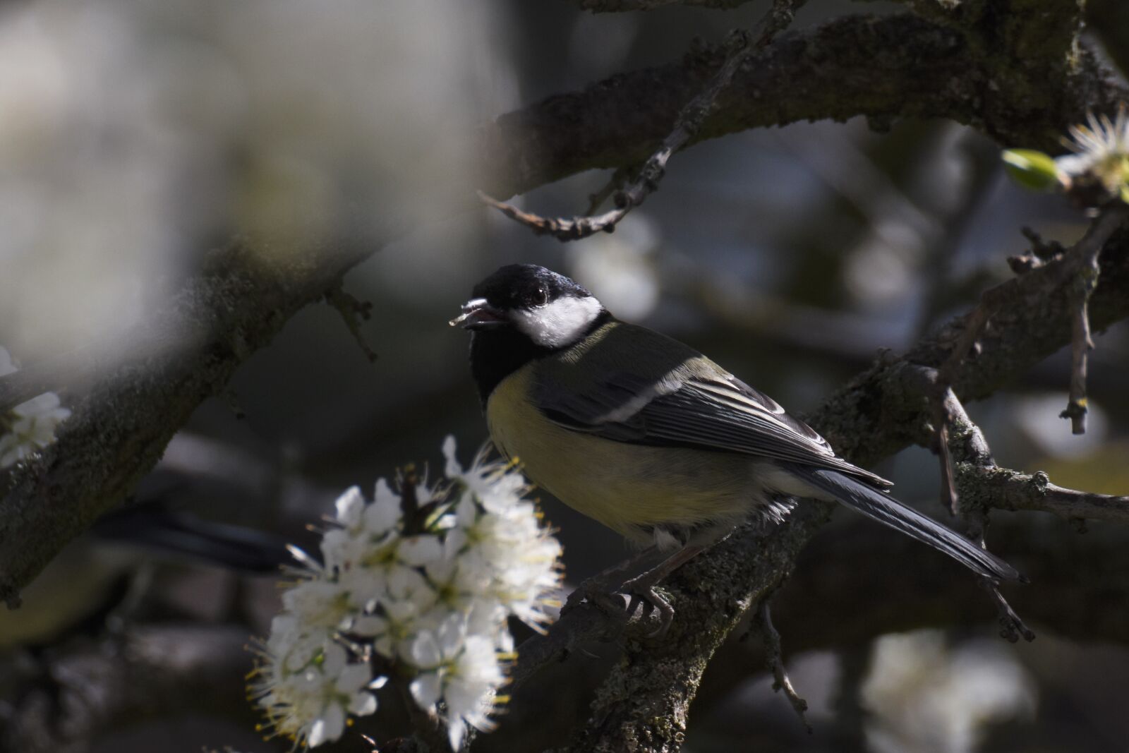Nikon D7200 sample photo. Great tit, bird, plumage photography