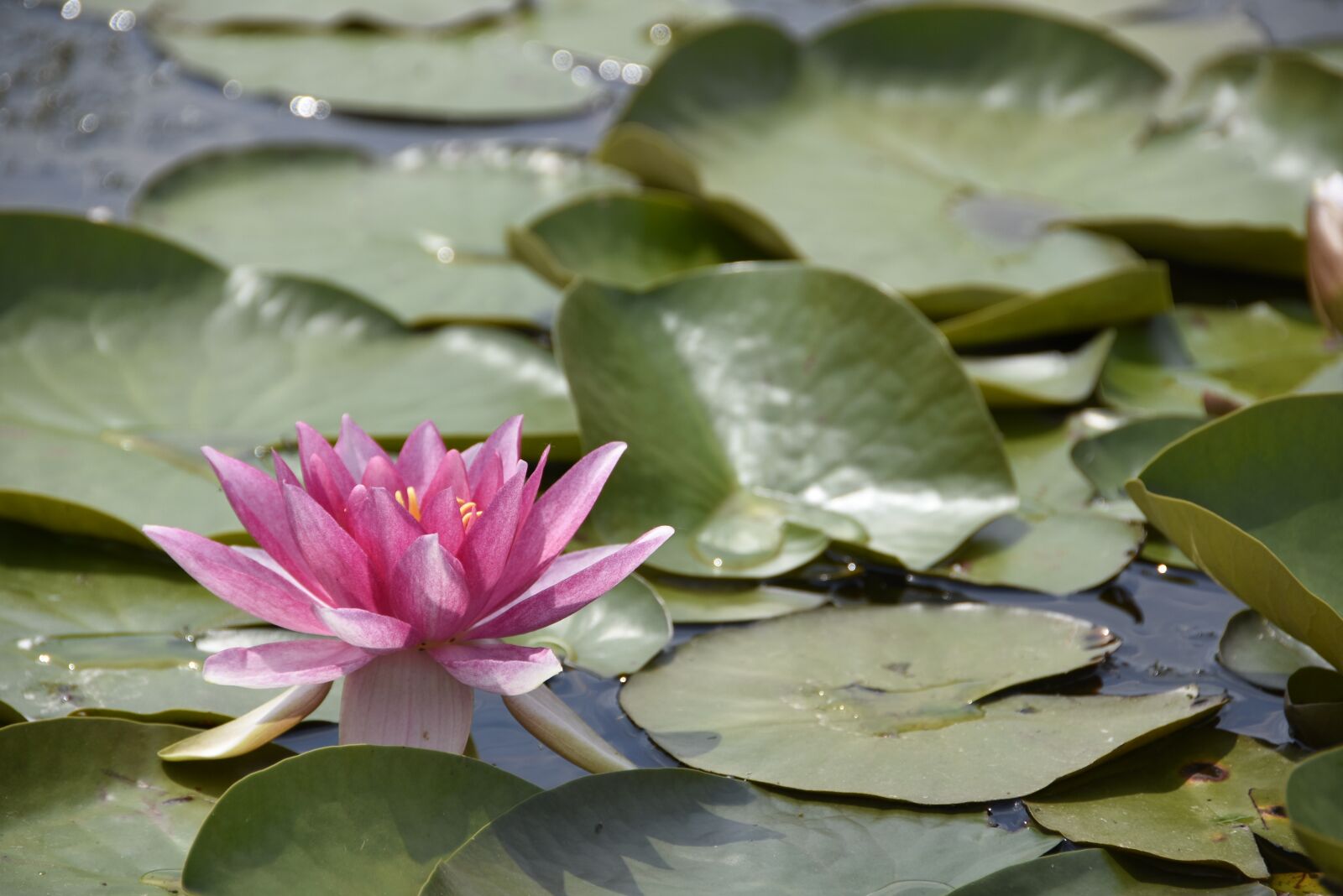 Nikon D7200 sample photo. Nature, water lily, landscape photography