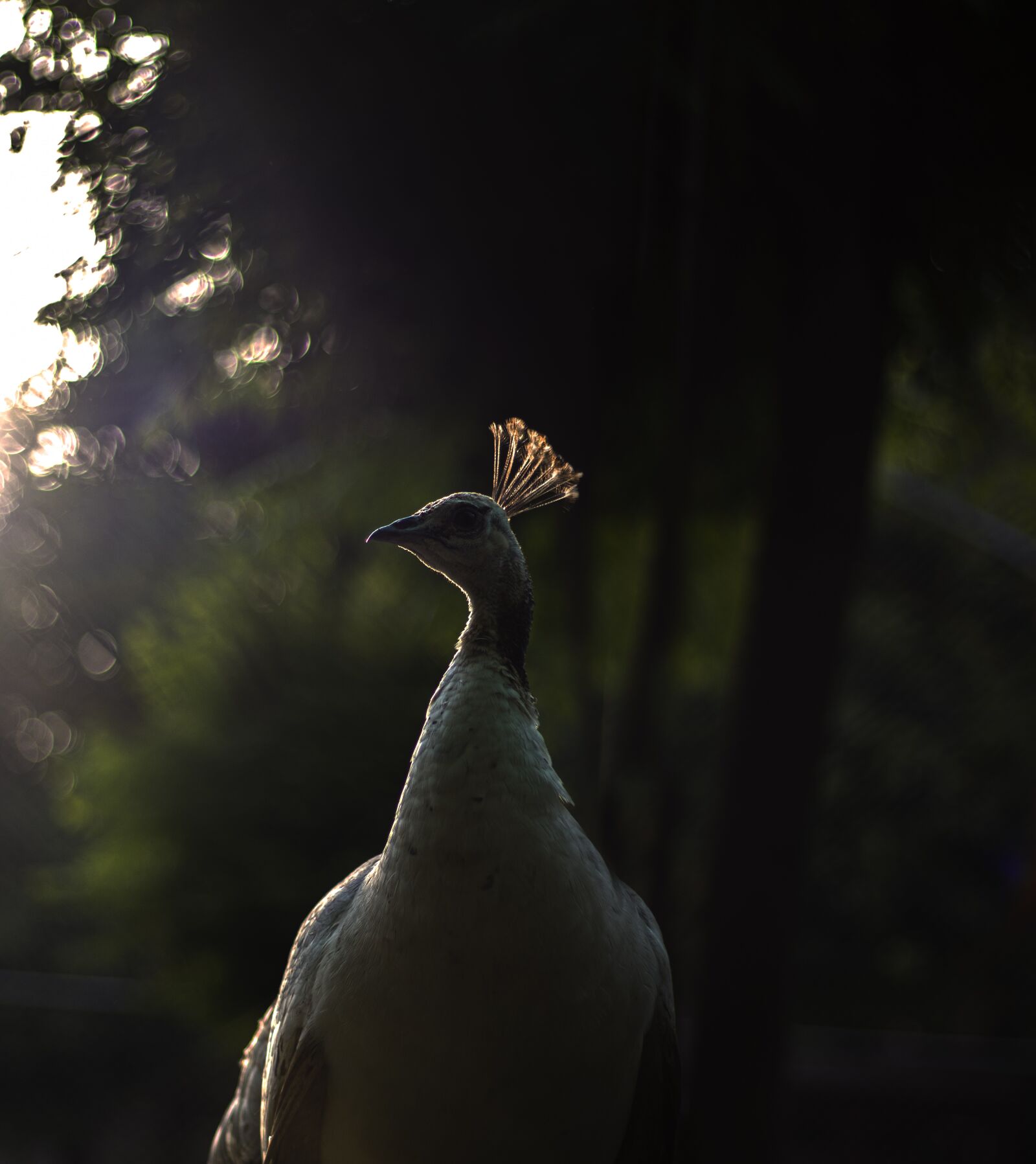 Canon EF 50mm F1.8 STM sample photo. Outdoor, peacock, bokeh photography