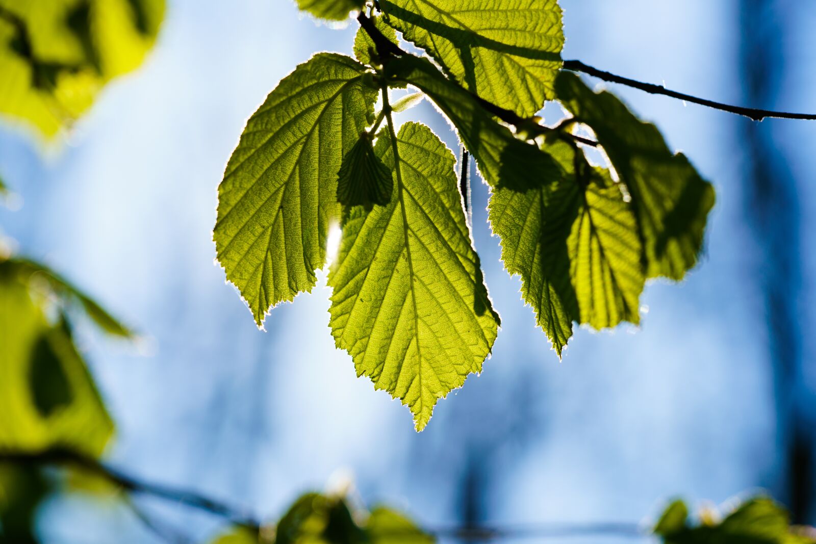 Sony a7R II + Sony FE 90mm F2.8 Macro G OSS sample photo. Leaf, backlighting, summer photography