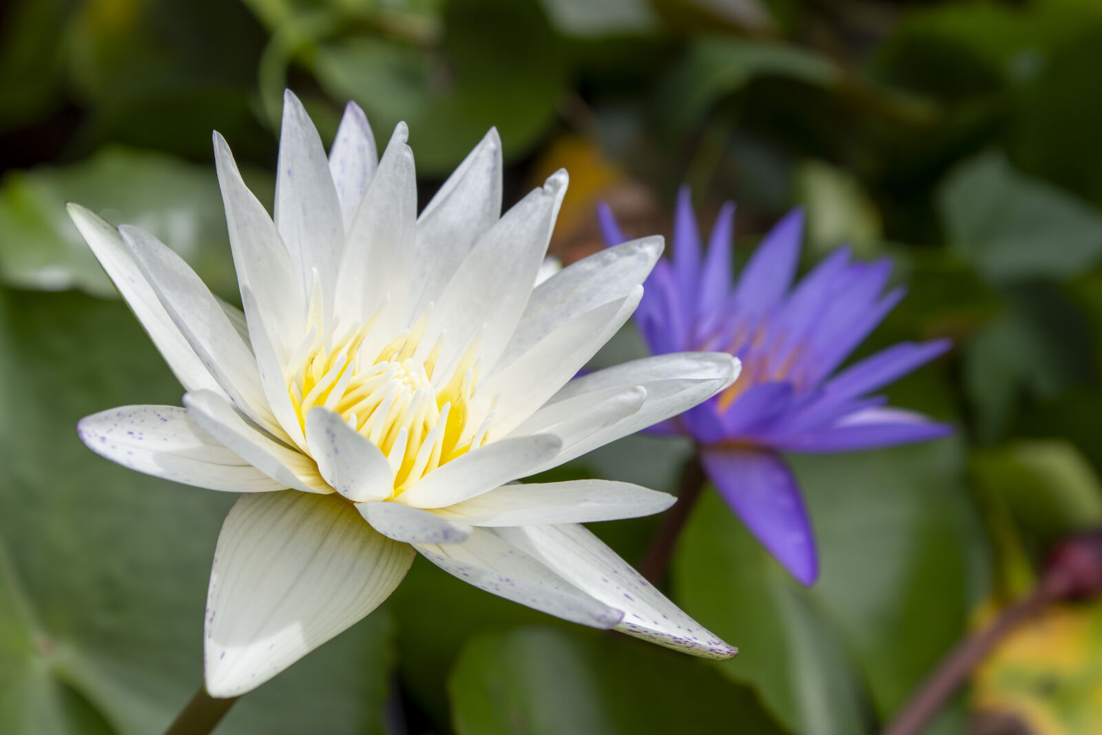 Canon EOS 700D (EOS Rebel T5i / EOS Kiss X7i) sample photo