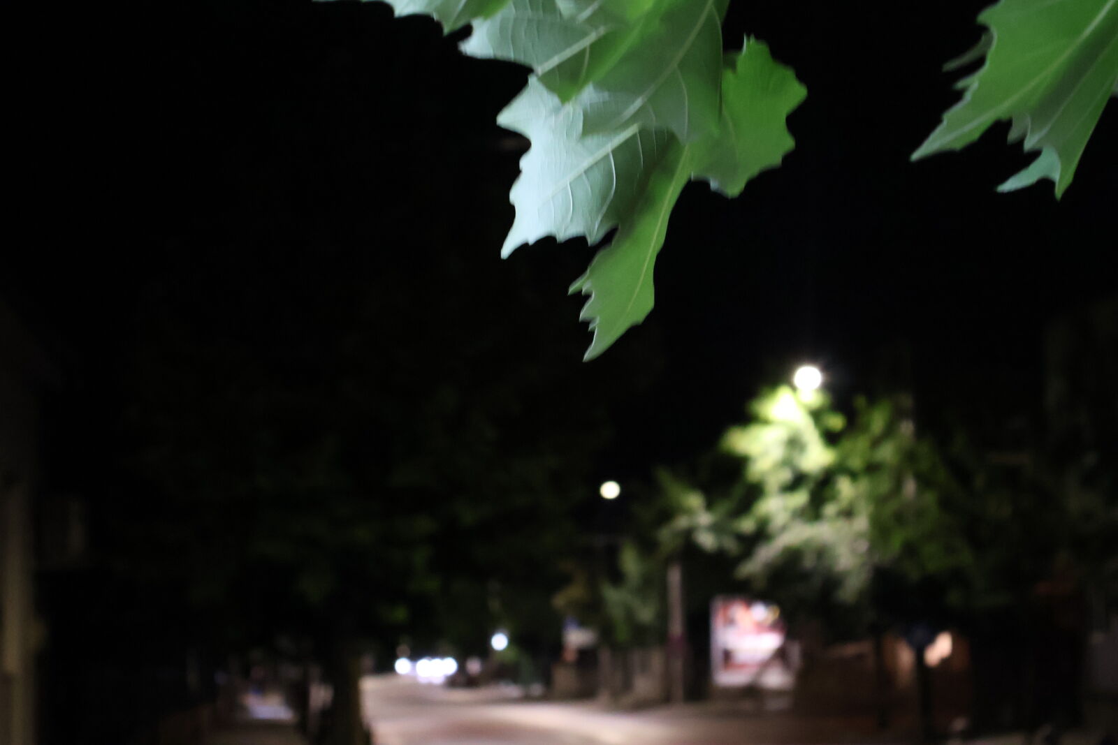 Canon EOS R50 sample photo