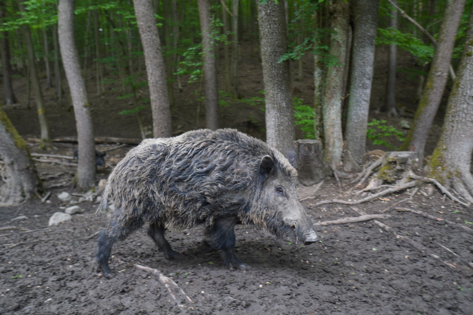 Sony a6400 + Sigma 16mm F1.4 DC DN | C sample photo. Wild boar, pig, sows photography