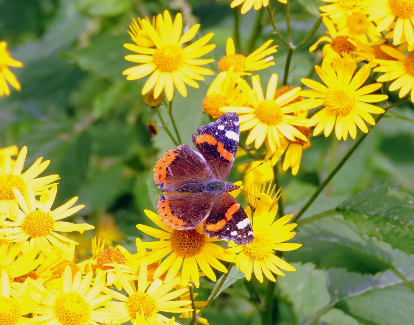 Nikon Coolpix P600 sample photo. Butterfly, flowers, butterfly on photography