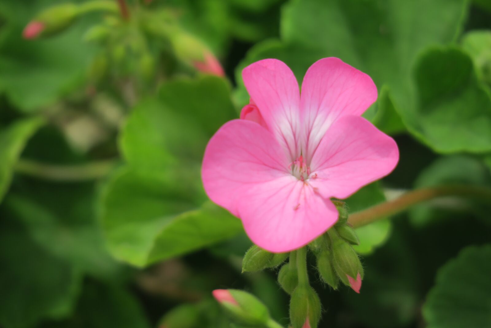 Canon PowerShot G3 X sample photo. Flower, plant, nature photography