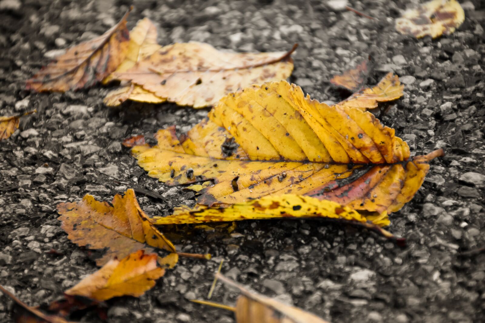 Nikon D7200 sample photo. Leaf, autumn, yellow photography