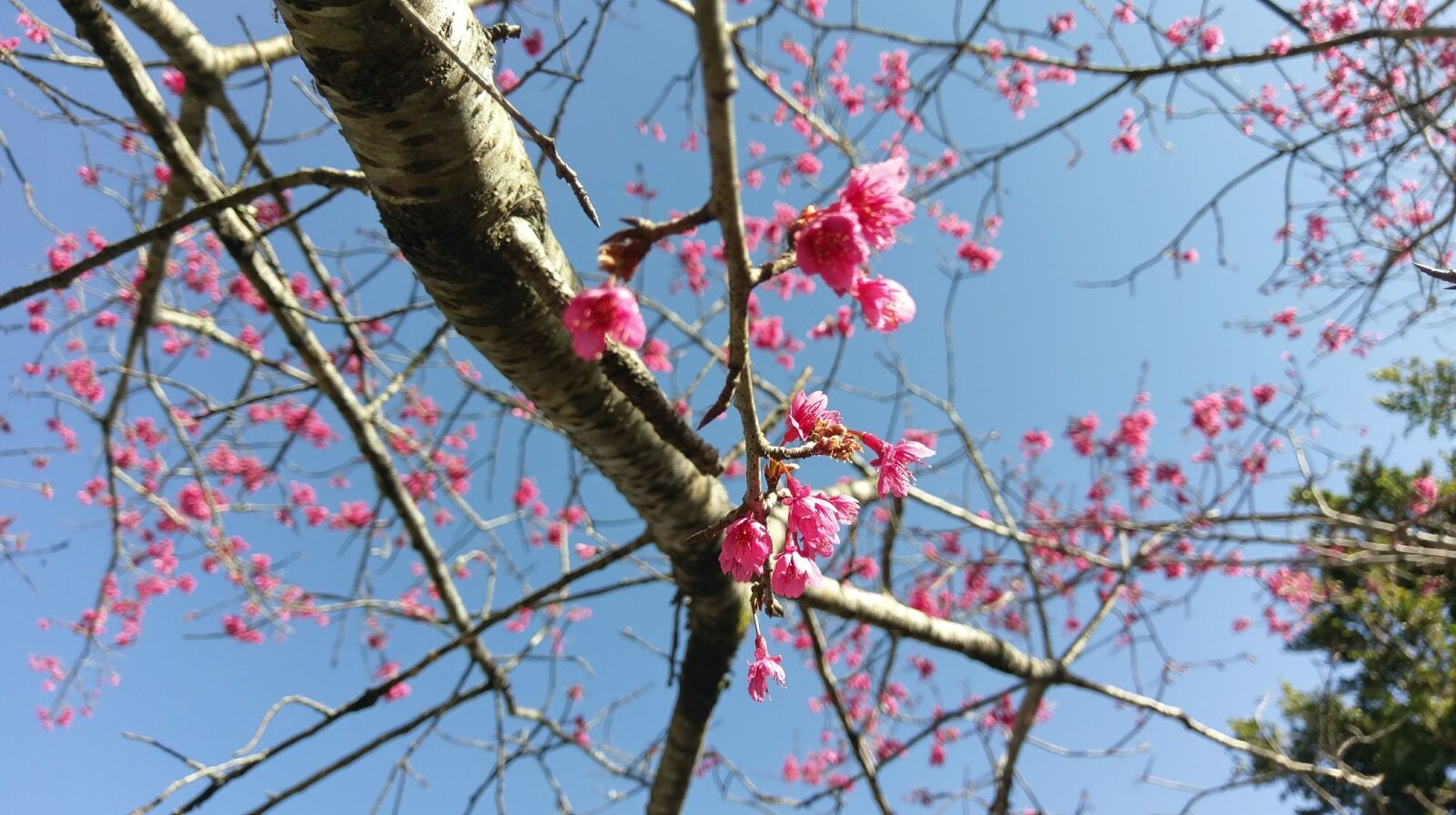 HTC M10H sample photo. Cherry blossoms, spring, flowers photography