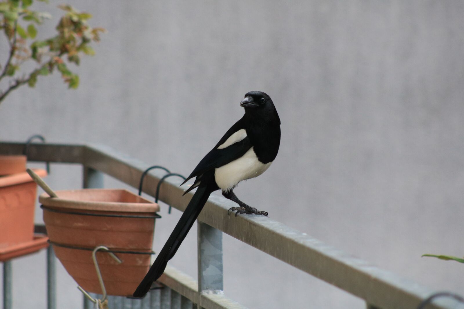 Canon EF75-300mm f/4-5.6 sample photo. Magpie, piebald, proud photography