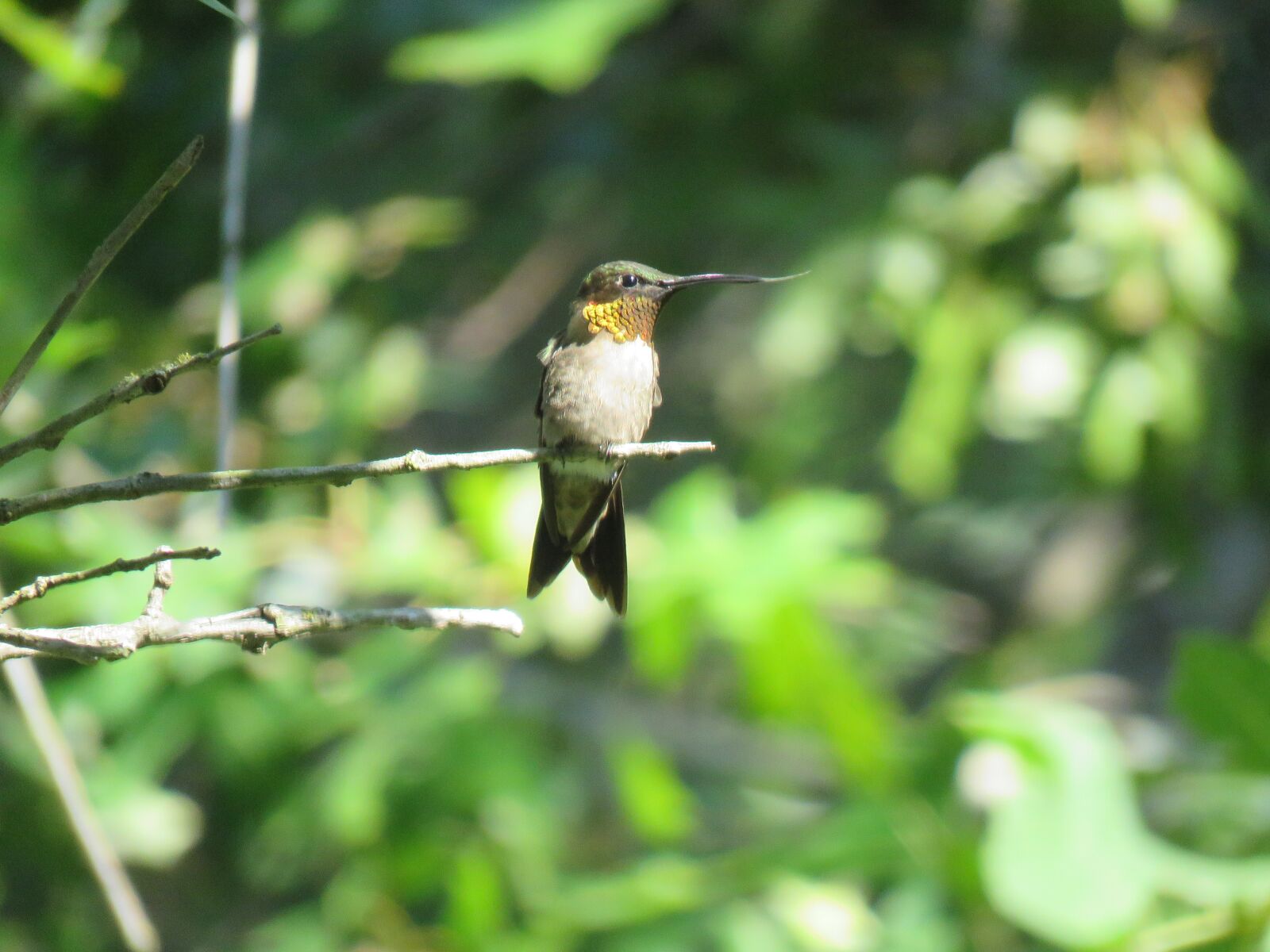 Canon PowerShot SX60 HS sample photo. Bird, hummingbird, wildlife photography