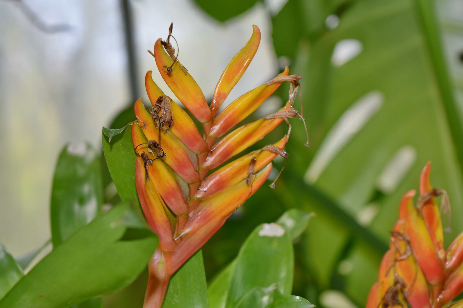 Nikon D5500 sample photo. Flower, plant, garden, spring photography