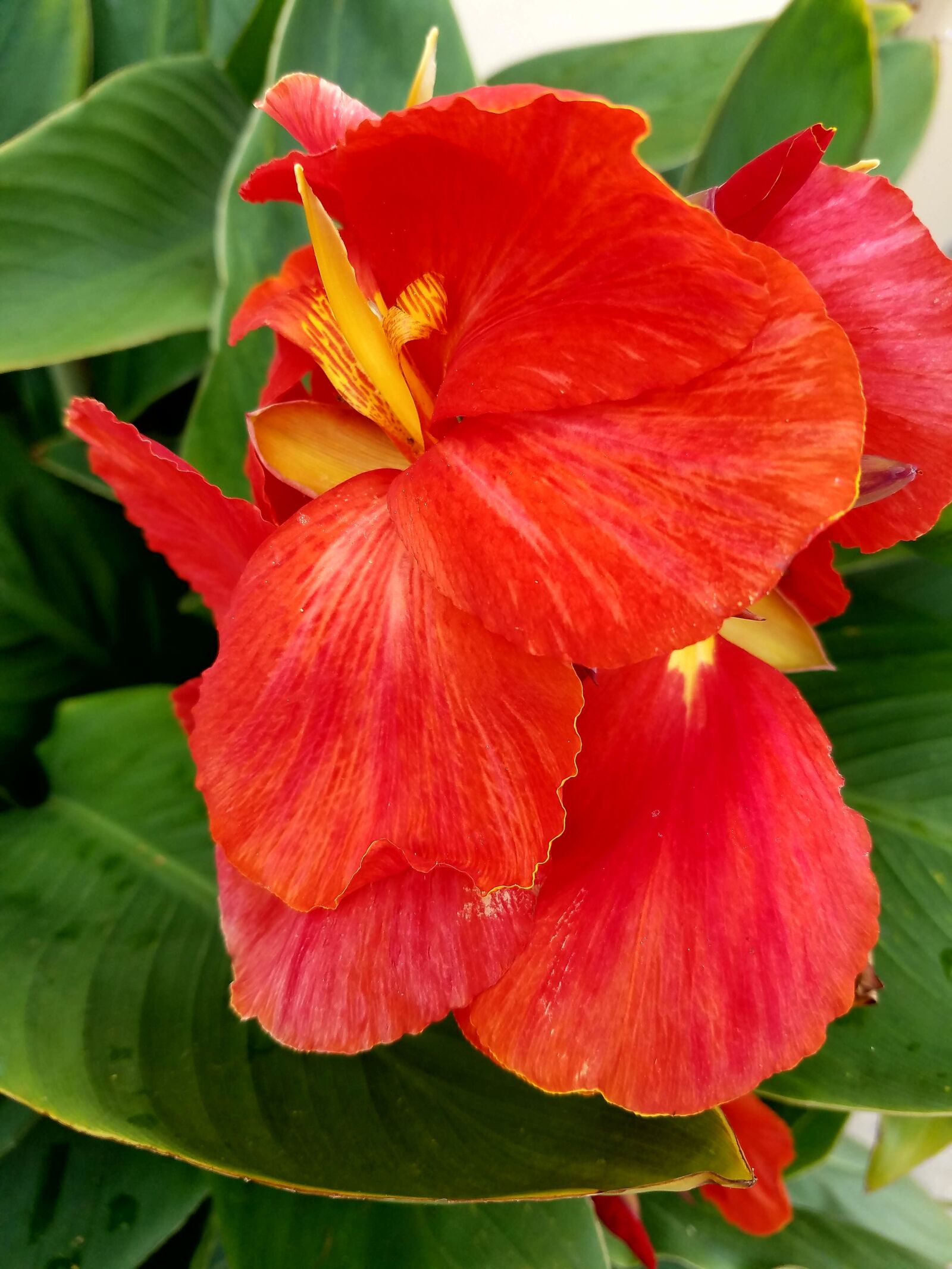 Samsung Galaxy S7 sample photo. Beautiful, flowers, flowers, love photography