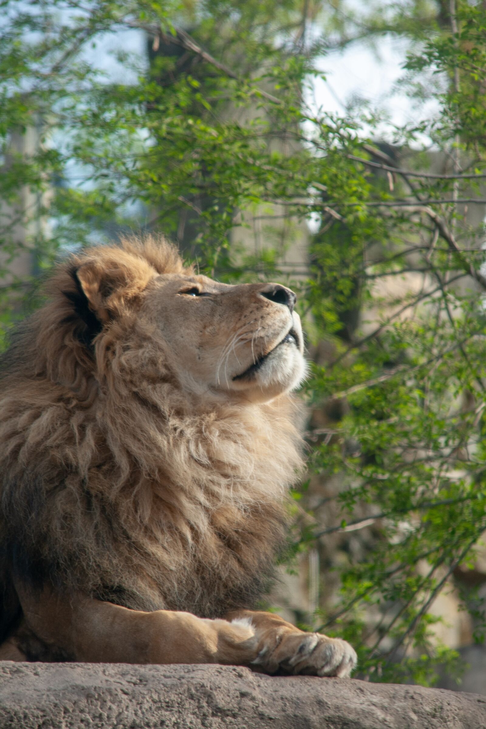 Canon EOS 400D (EOS Digital Rebel XTi / EOS Kiss Digital X) sample photo. Lion, king of the photography